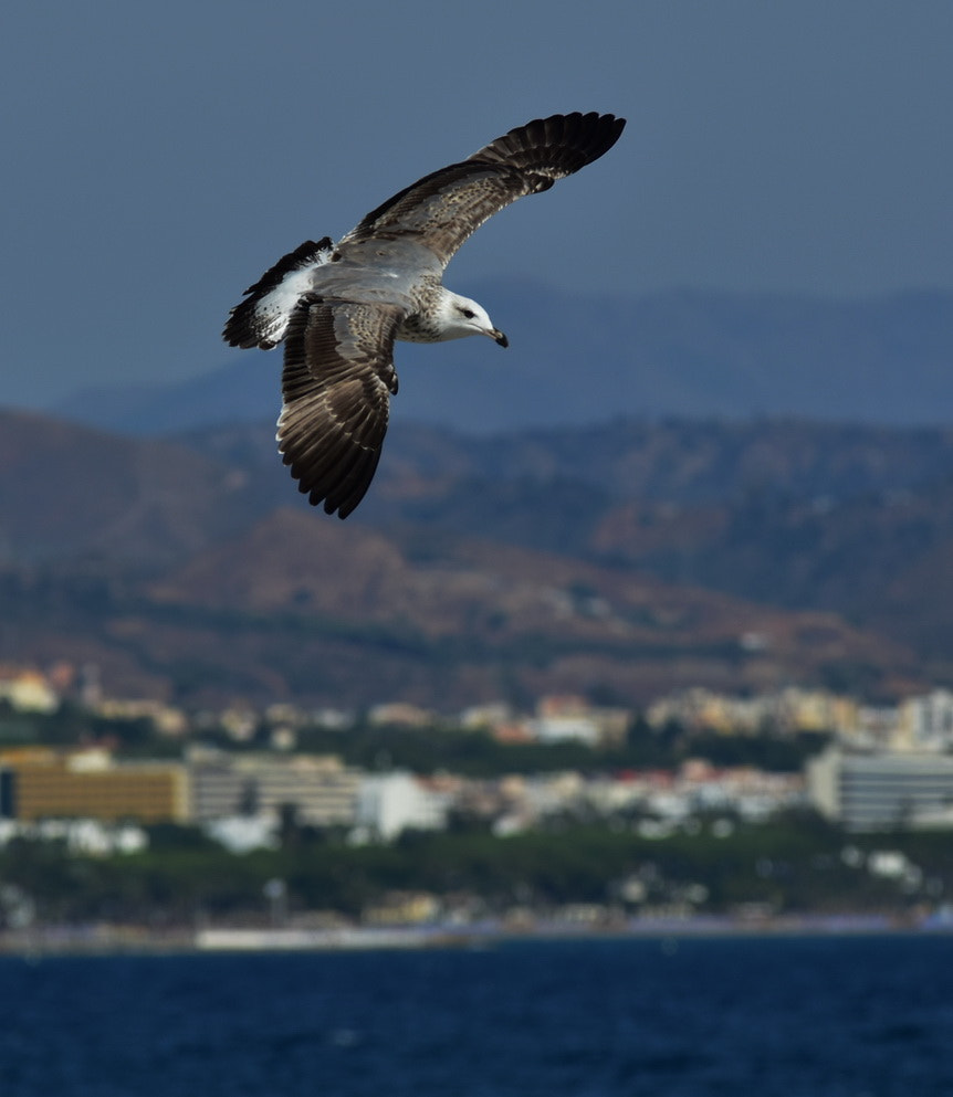 Nikon D5500 sample photo. Benalmadena beatch watcher photography