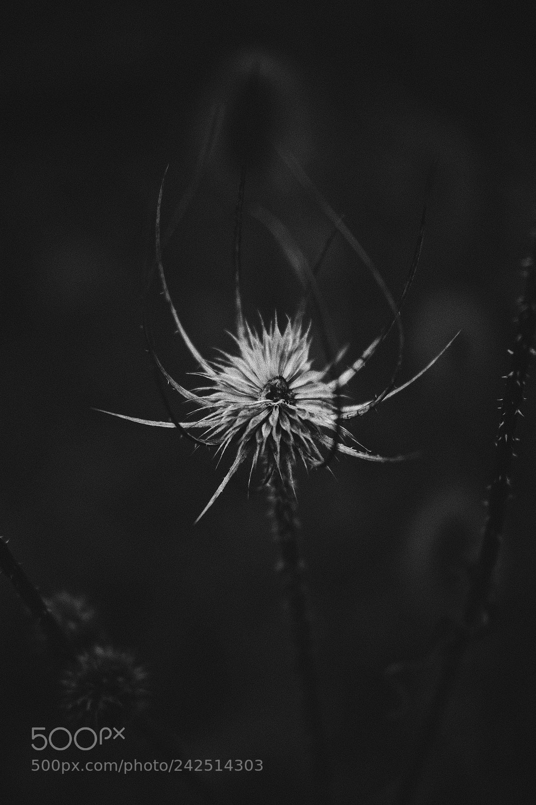 Fujifilm X-T1 sample photo. Winters walk #6 photography