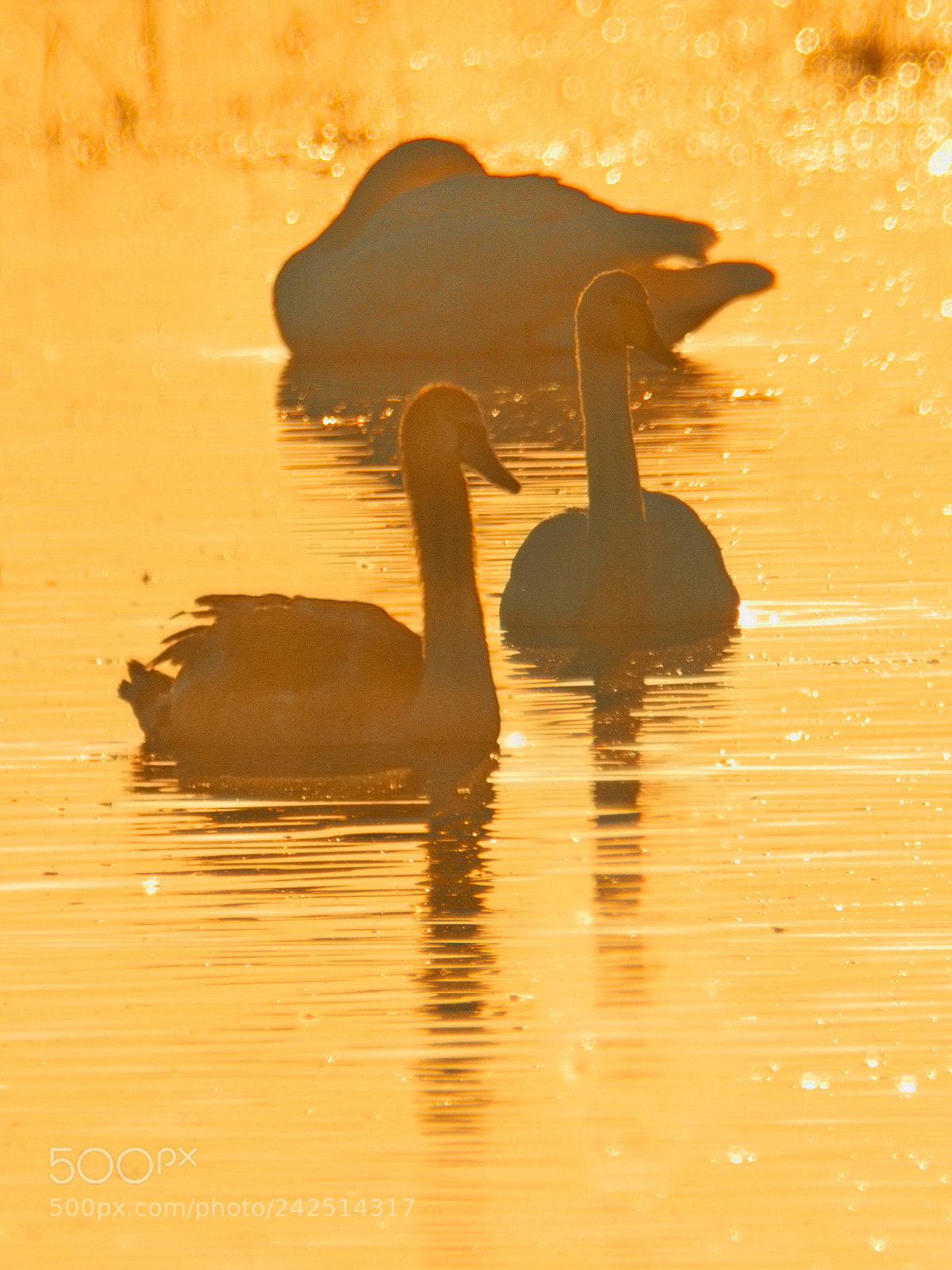 Nikon D500 sample photo. The swan cross photography