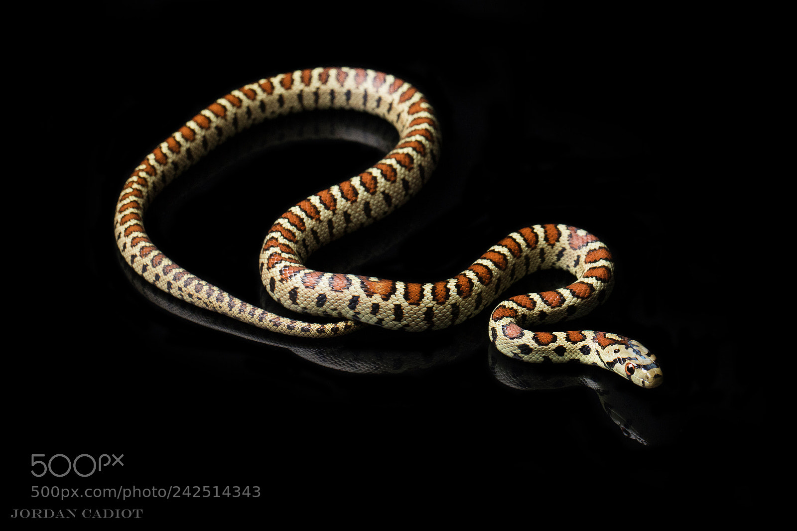 Canon EOS 7D Mark II sample photo. Zamenis situla photography