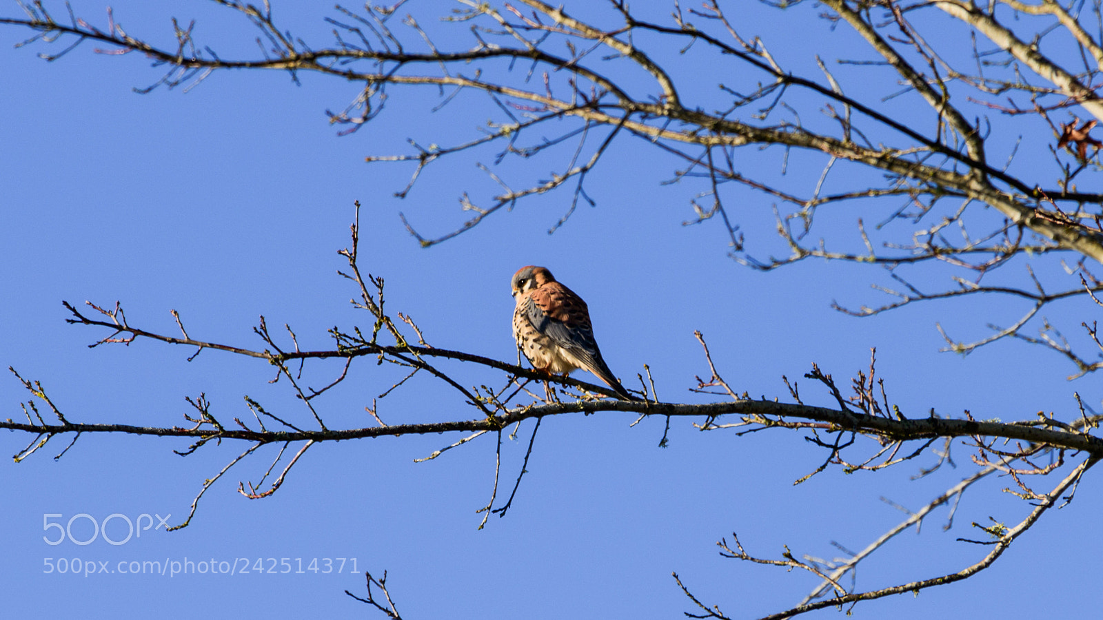 Nikon D800 sample photo. American kestrel photography