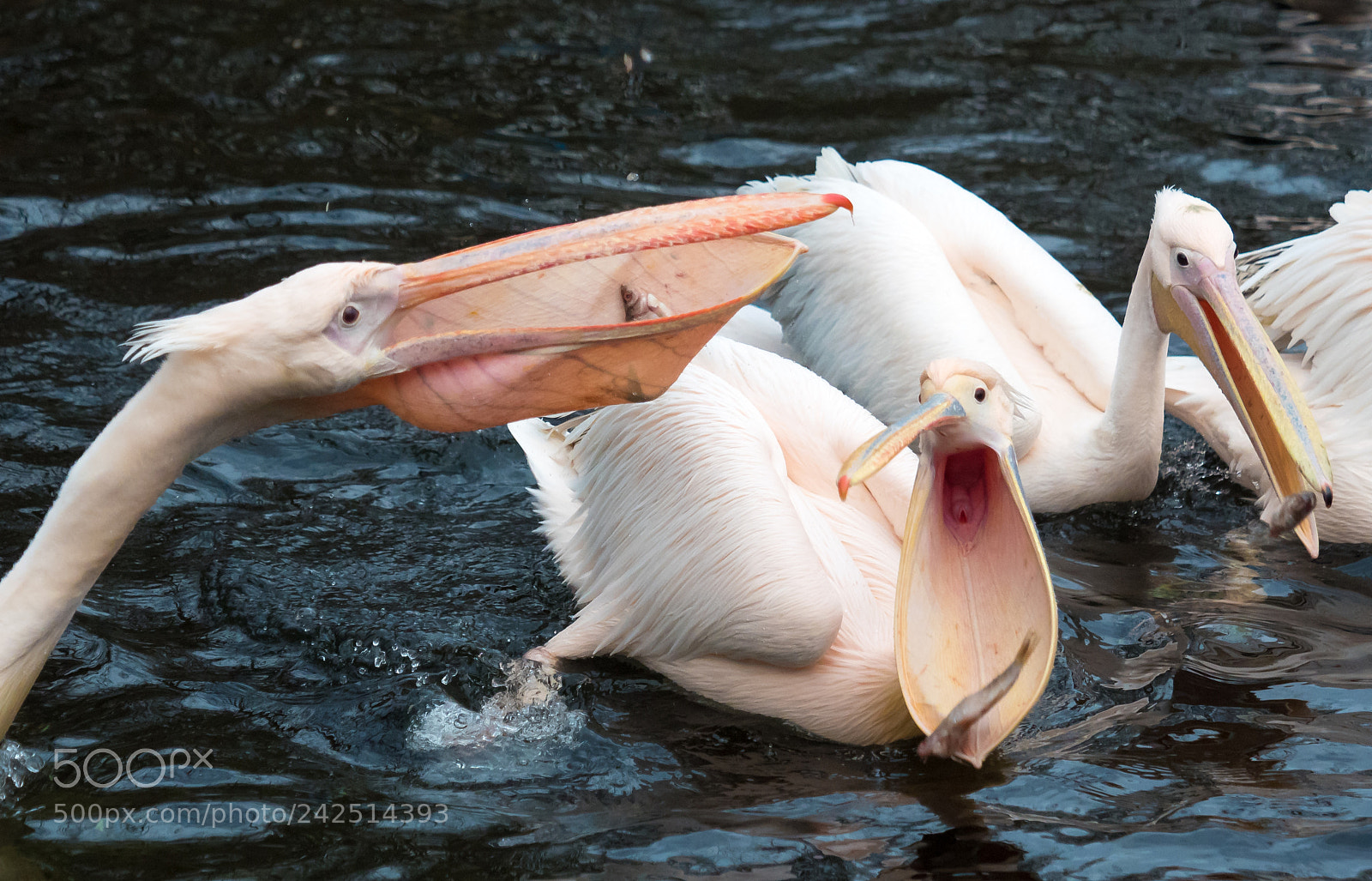 Olympus OM-D E-M5 II sample photo. Is his fish bigger photography