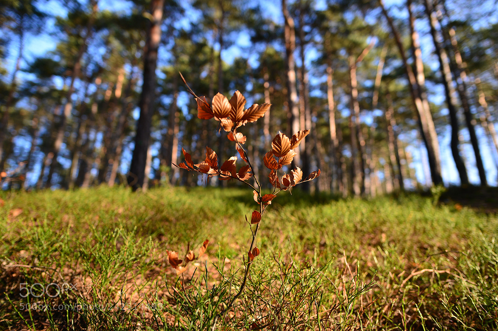 Nikon Df sample photo. Zeleny vrch photography