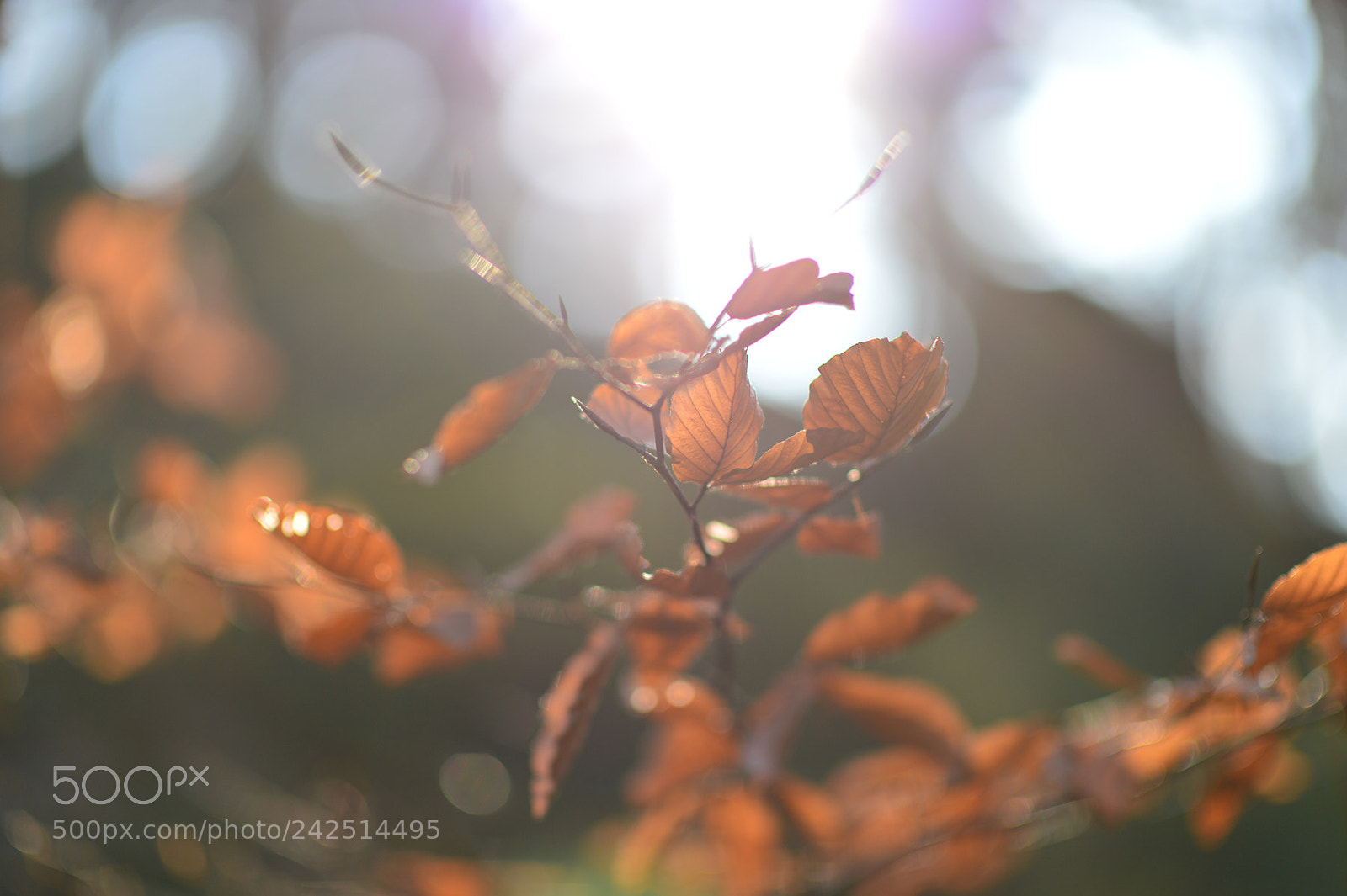 Nikon Df sample photo. January leaves photography