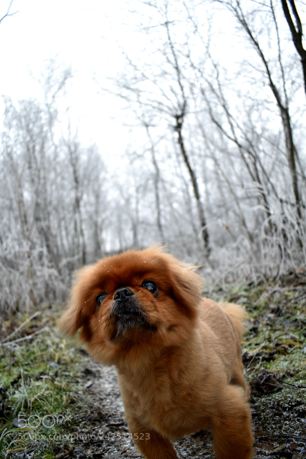 Nikon D5600 sample photo. Hello? photography