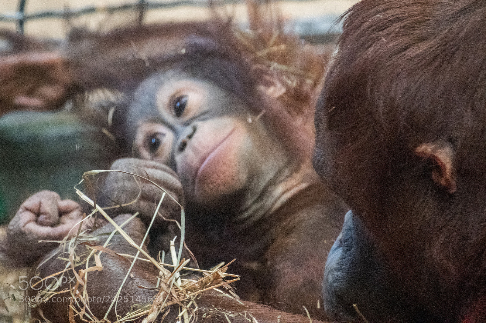 Nikon D7500 sample photo. Young orangutan with mother photography