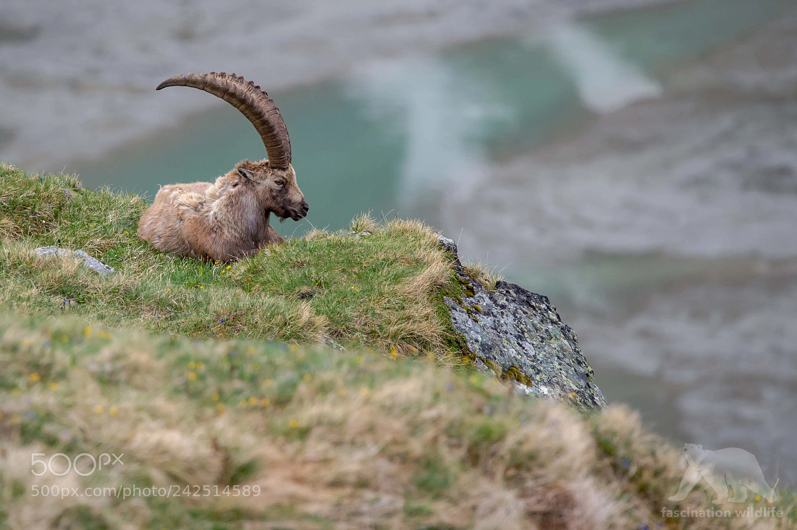 Nikon D4S sample photo. Alpine ibex photography