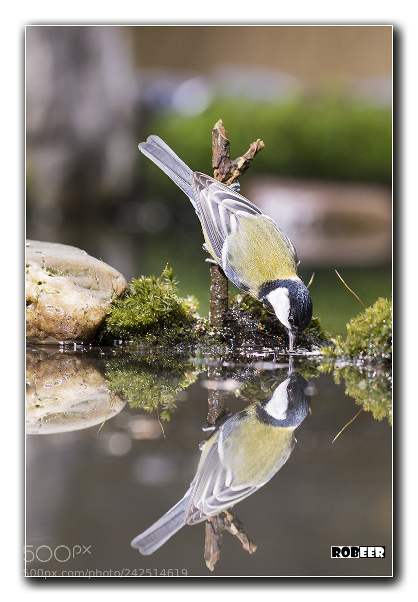 Nikon D7100 sample photo. Great tit photography