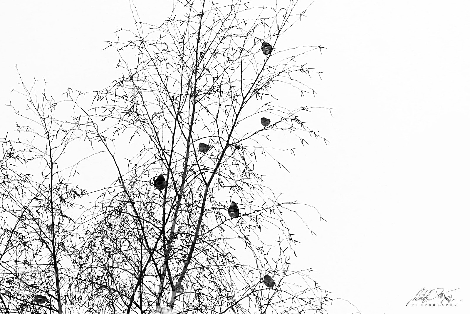 Canon EOS M6 sample photo. Birds in a tree photography