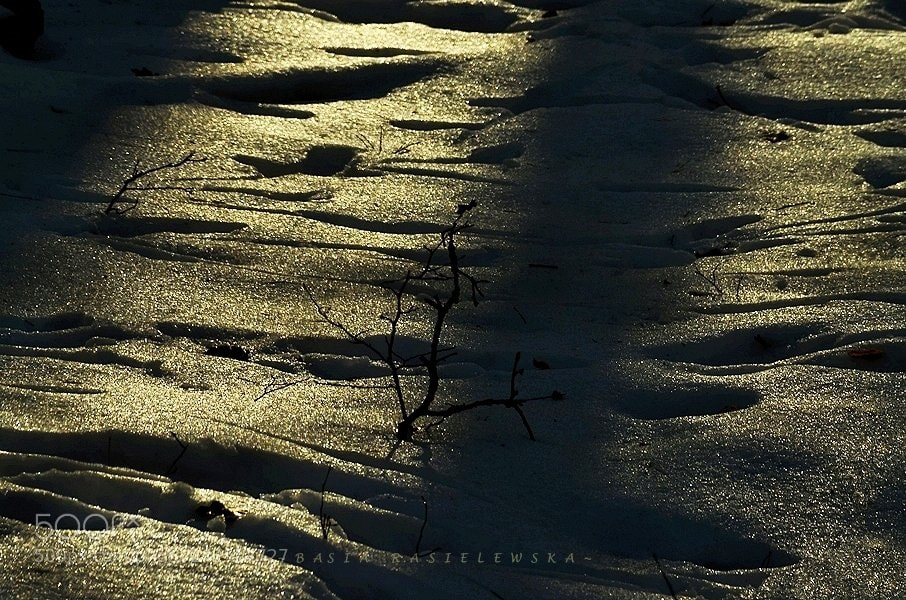 Nikon D5100 sample photo. Forest paths... photography