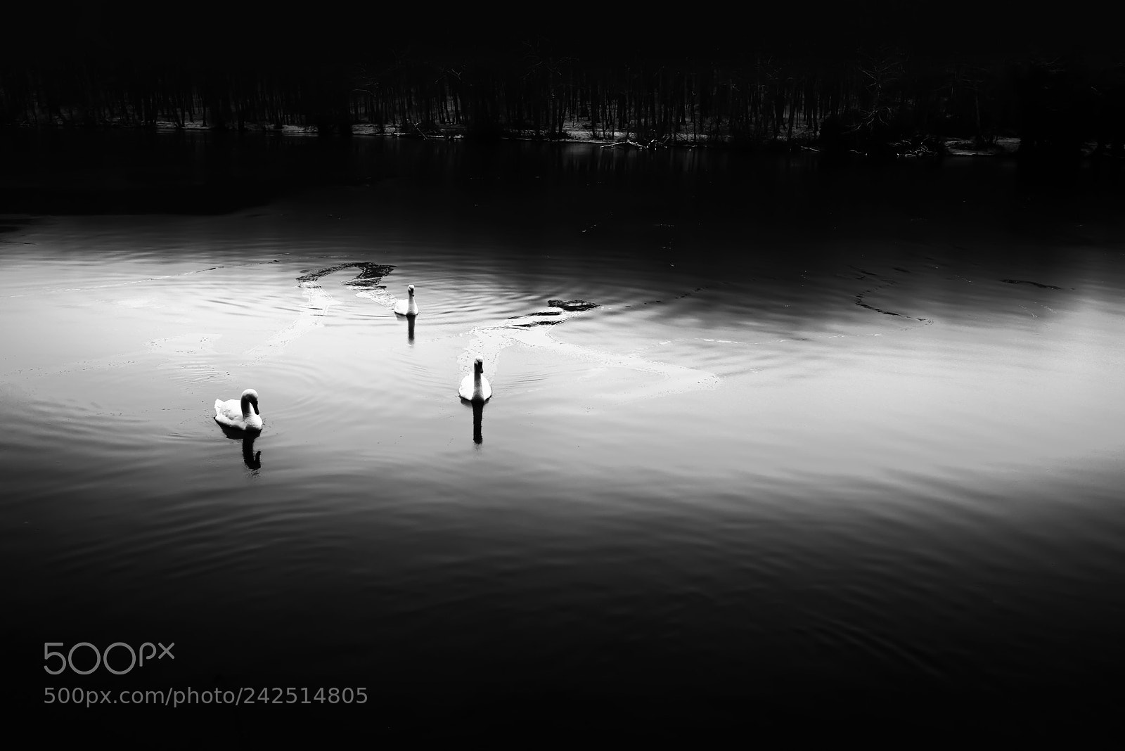 Nikon D800 sample photo. 3 swans photography