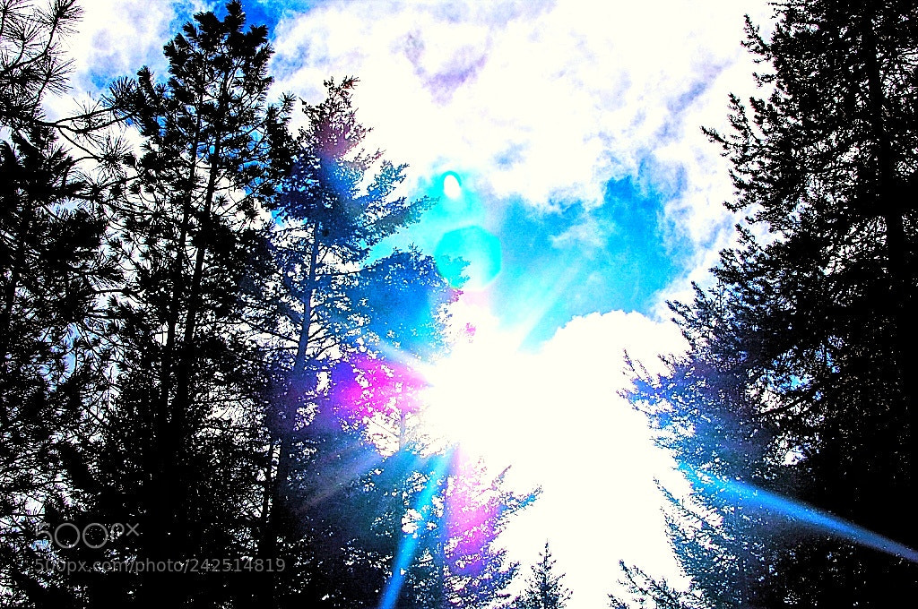 Nikon D40 sample photo. Sunshine photography