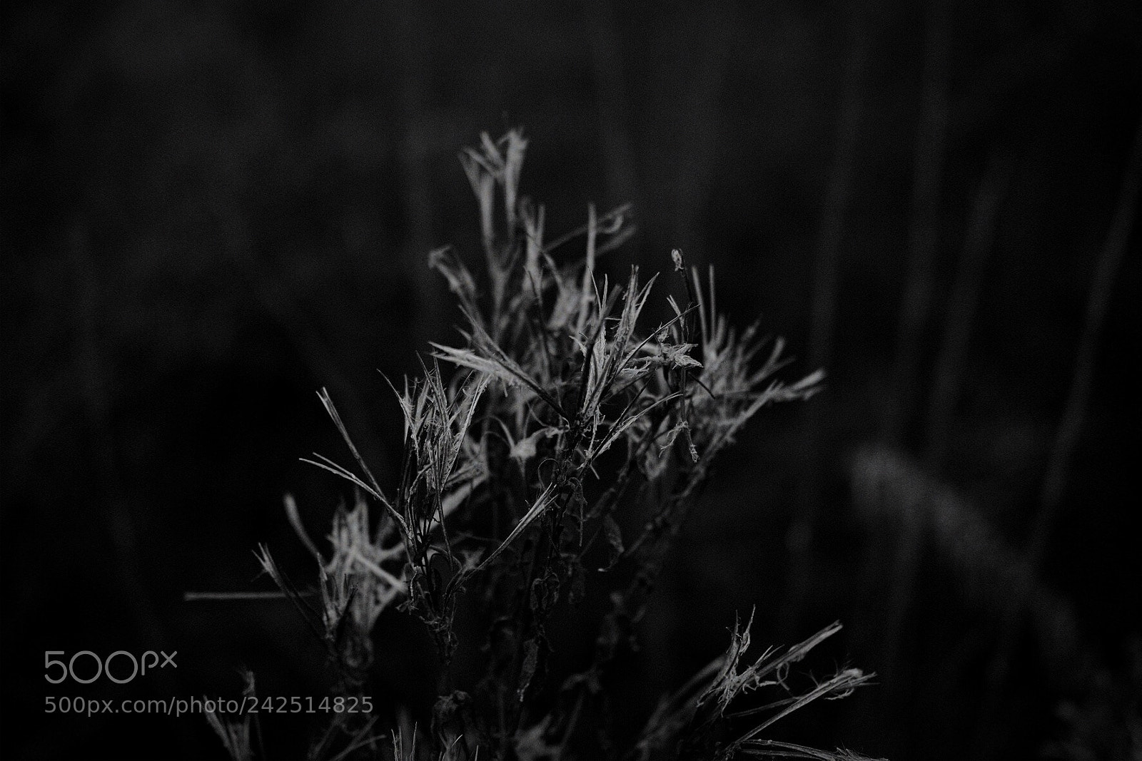 Fujifilm X-T1 sample photo. Winters walk #7 photography