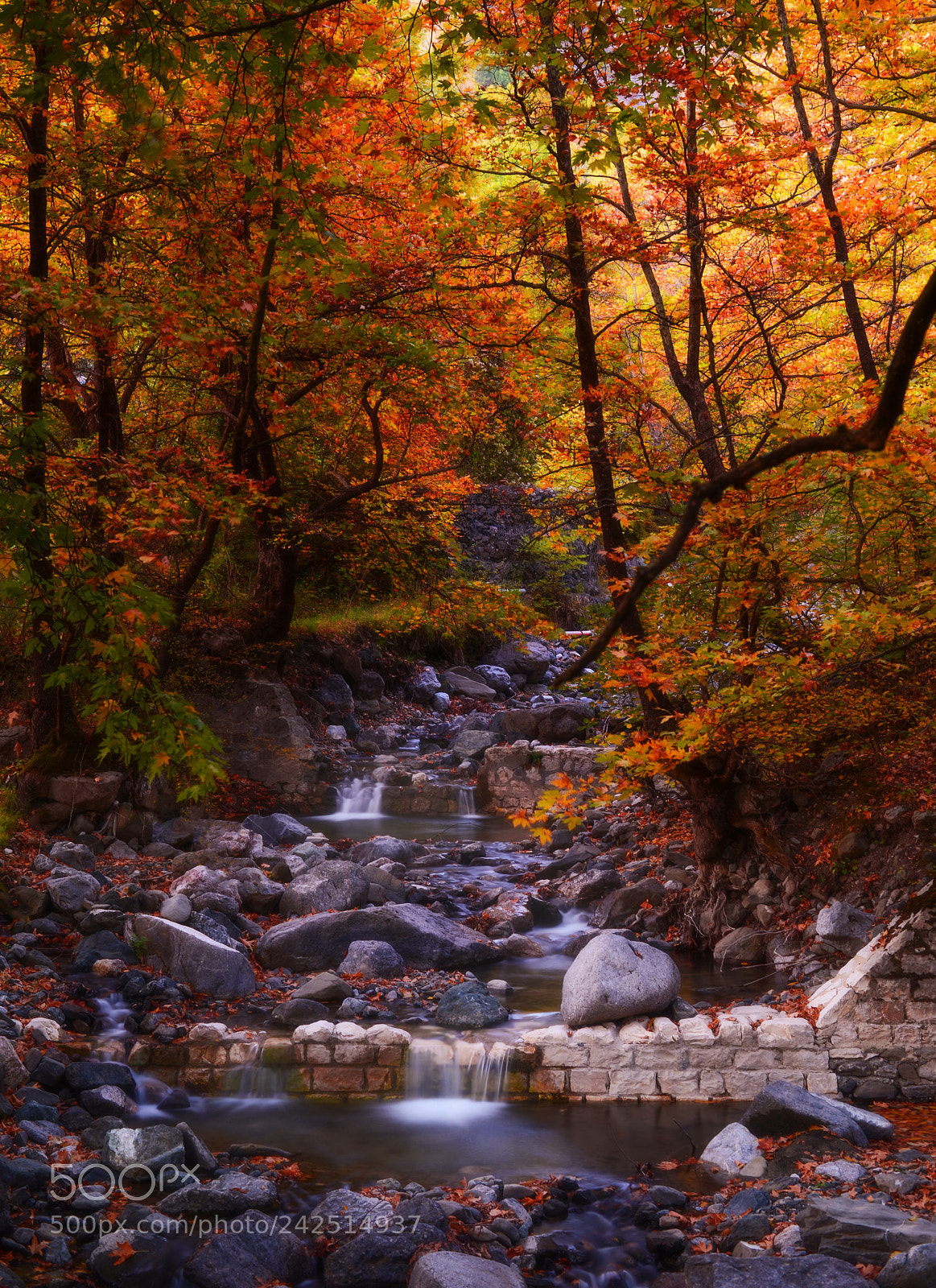 Nikon D610 sample photo. Tao photography