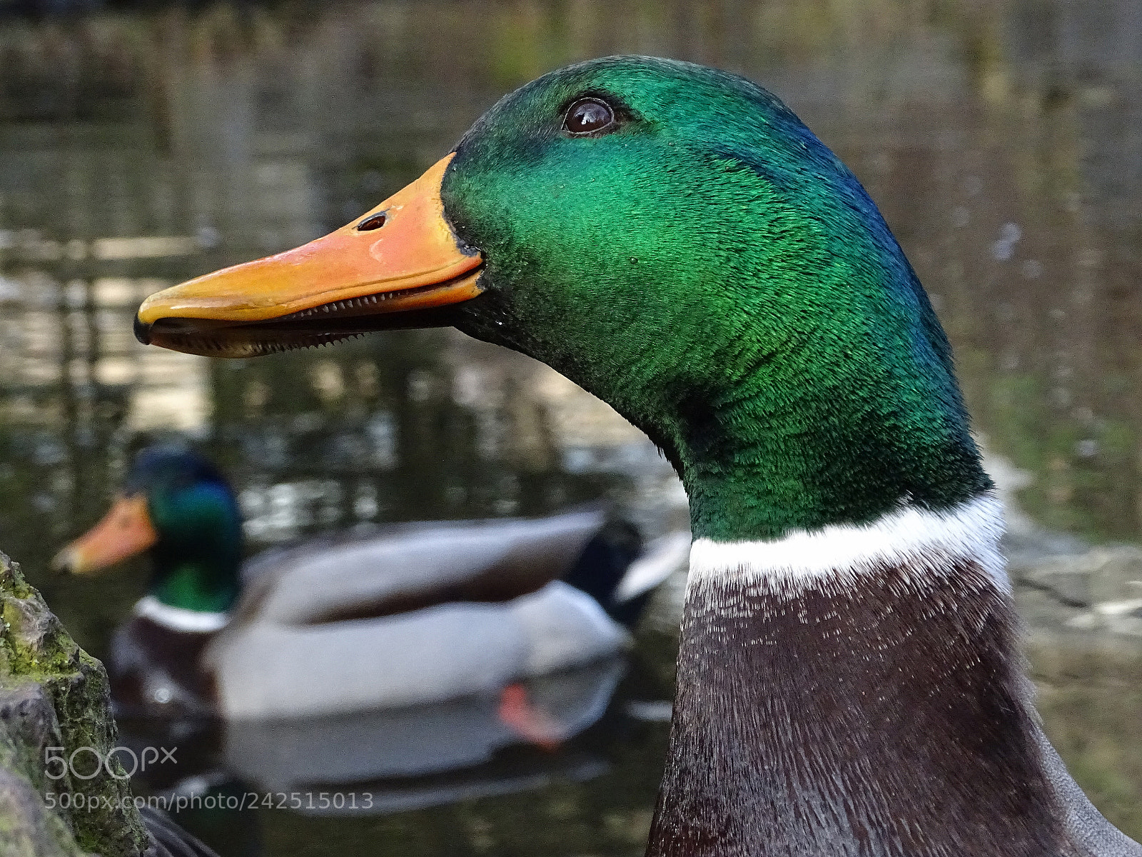 Sony Cyber-shot DSC-HX400V sample photo. (gay) duck in love photography