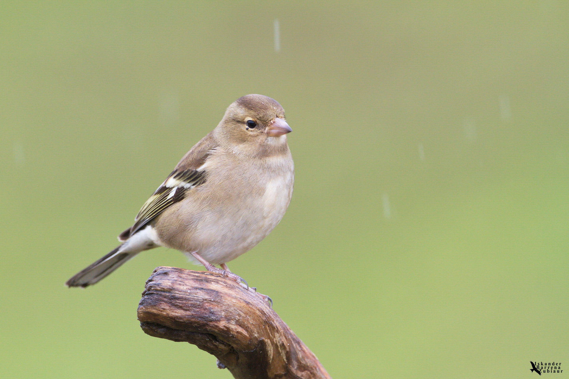 Canon EF 500mm F4L IS USM sample photo. Txonta euripean photography