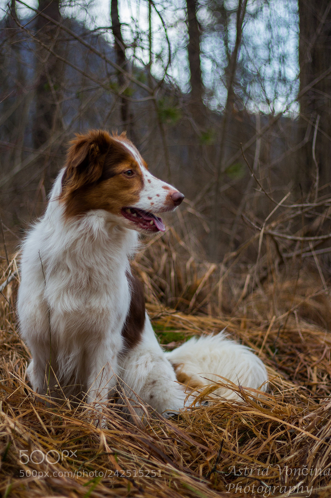 Canon EOS 650D (EOS Rebel T4i / EOS Kiss X6i) sample photo. Sit still photography