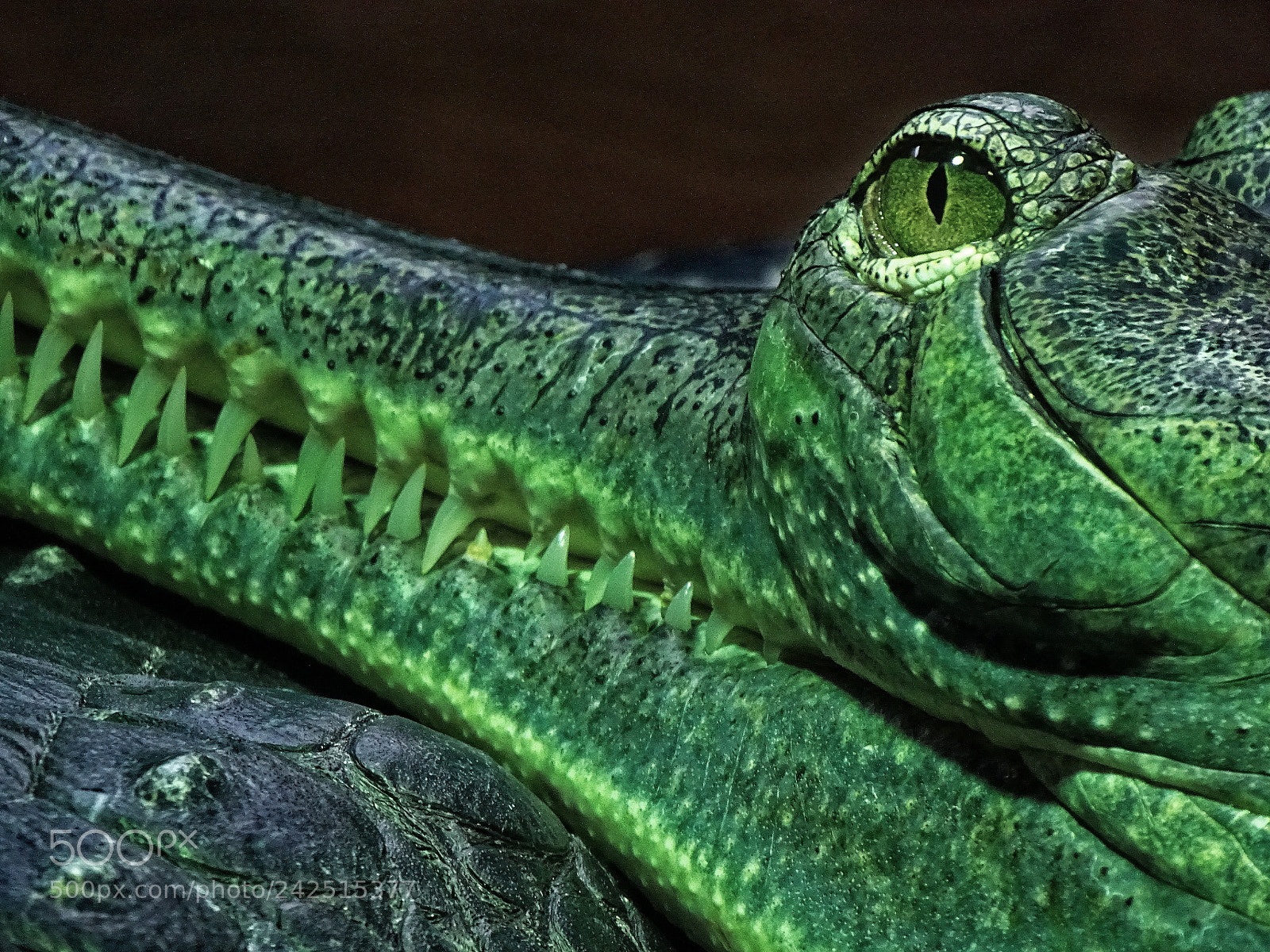 Sony Cyber-shot DSC-HX400V sample photo. Gavial photography