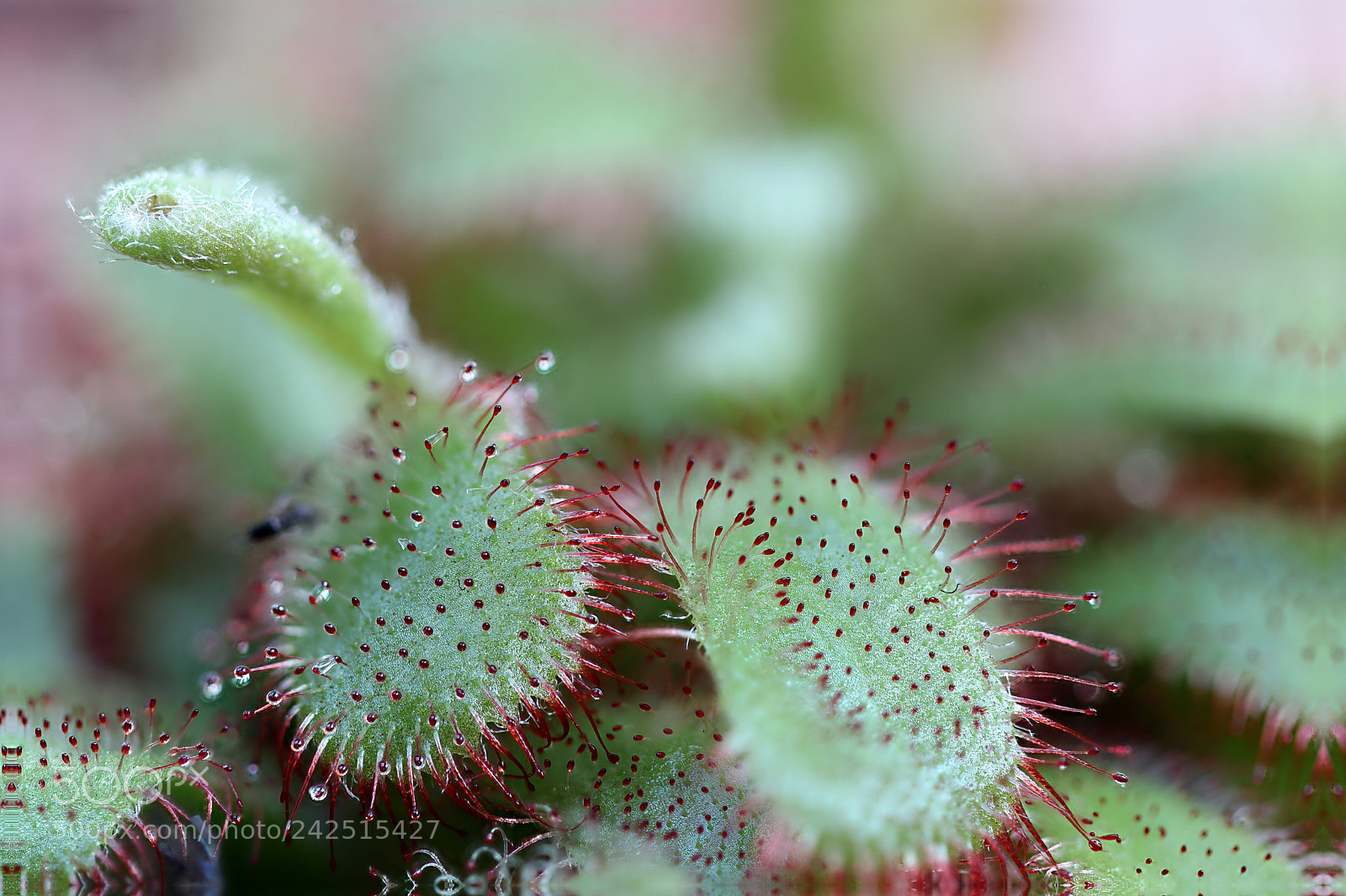 Canon EOS 200D (EOS Rebel SL2 / EOS Kiss X9) sample photo. Carnivorous plant in macrophotography photography