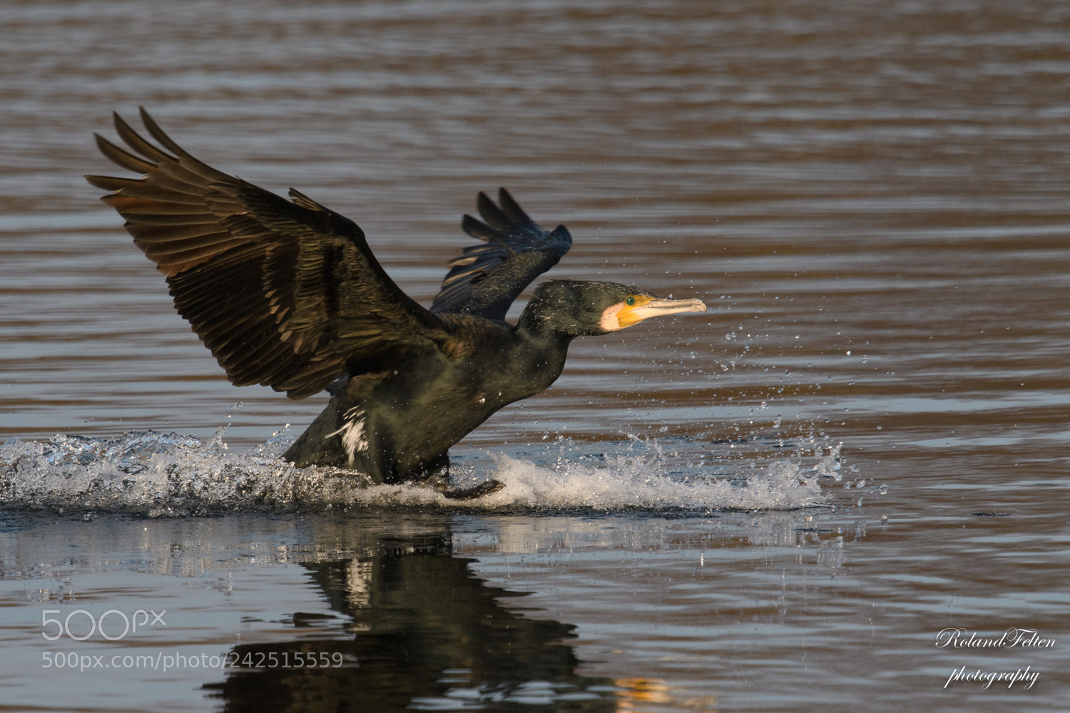 Nikon D500 sample photo. Perfect watering photography