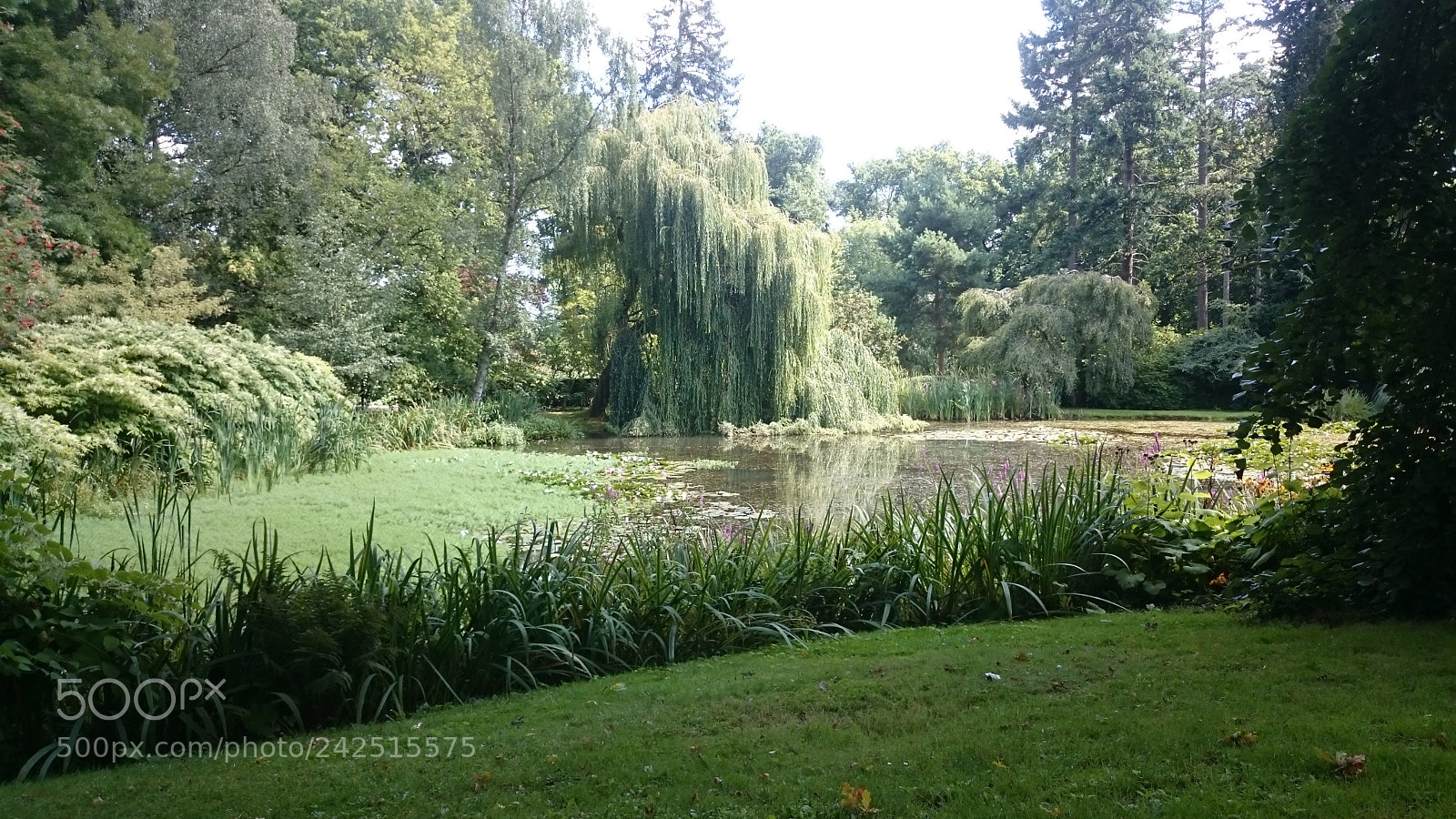 Sony Xperia Z2 sample photo. Lake and plants photography