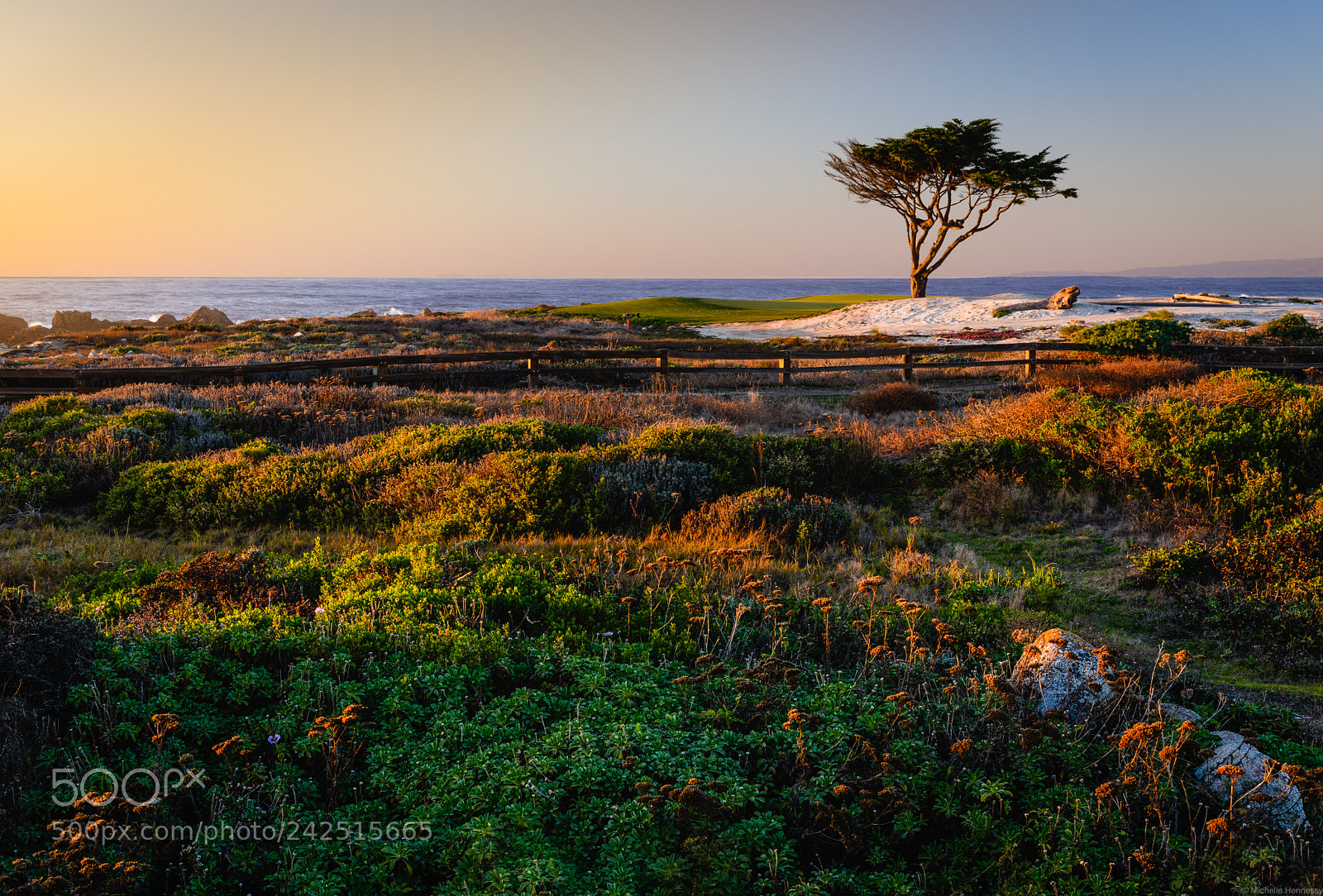 Nikon D850 sample photo. Golden light photography