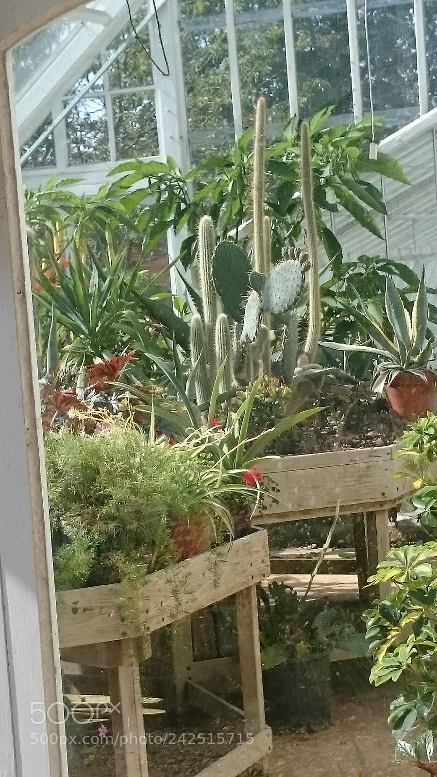 Sony Xperia Z2 sample photo. Cacti photography