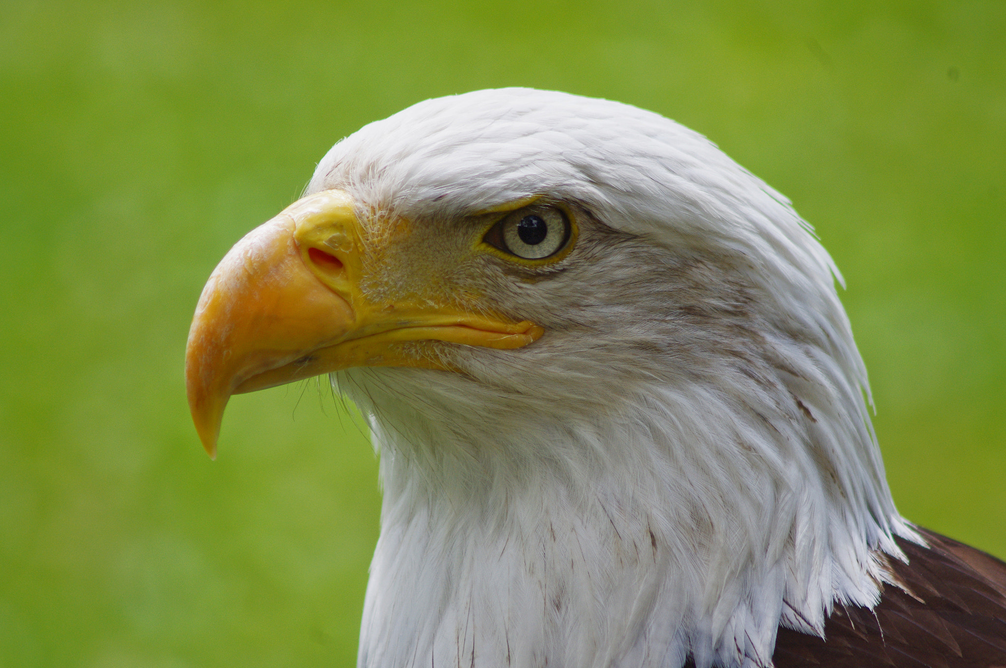 Sigma 50mm F1.4 EX DG HSM sample photo. Bald eagle photography