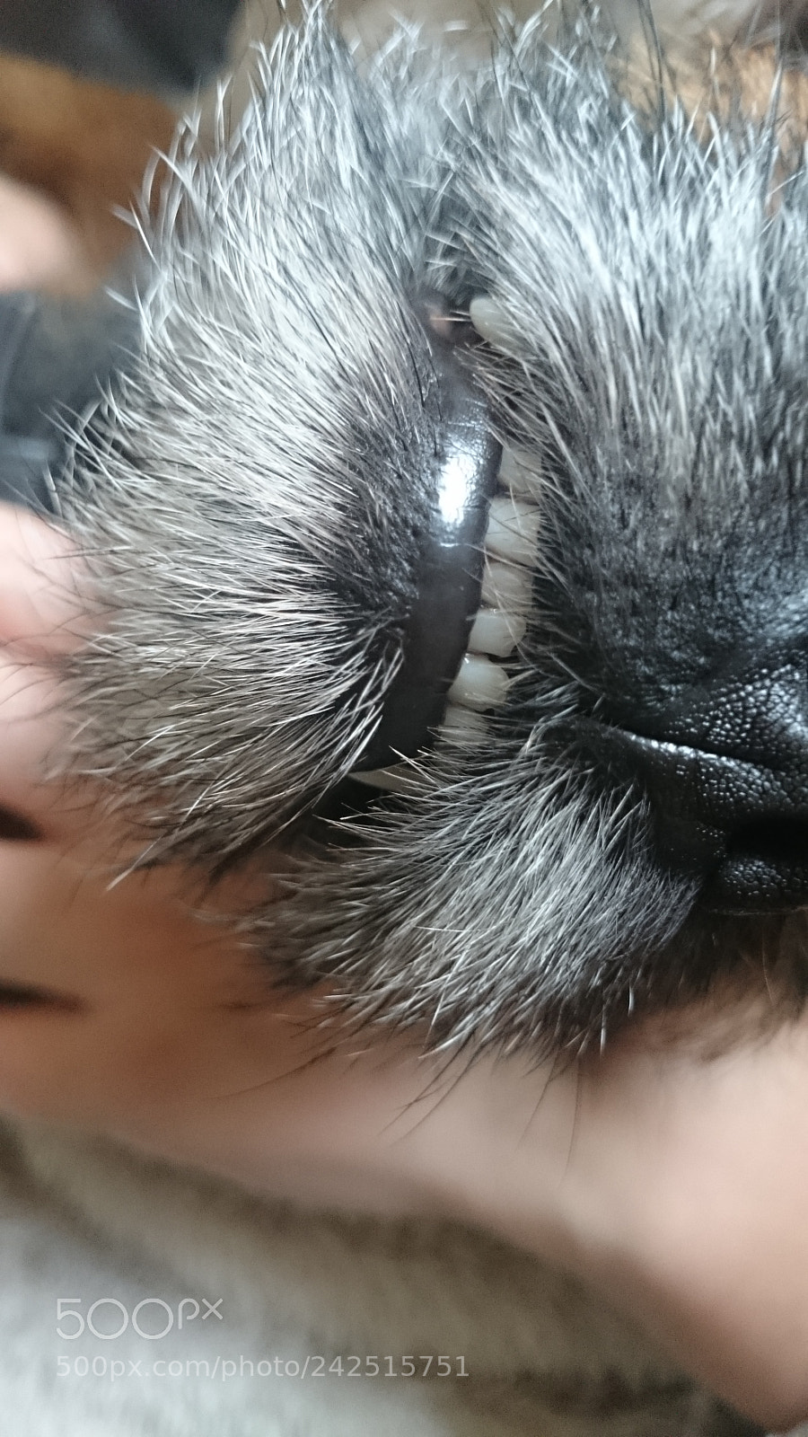 Sony Xperia Z2 sample photo. Ted's teeth photography
