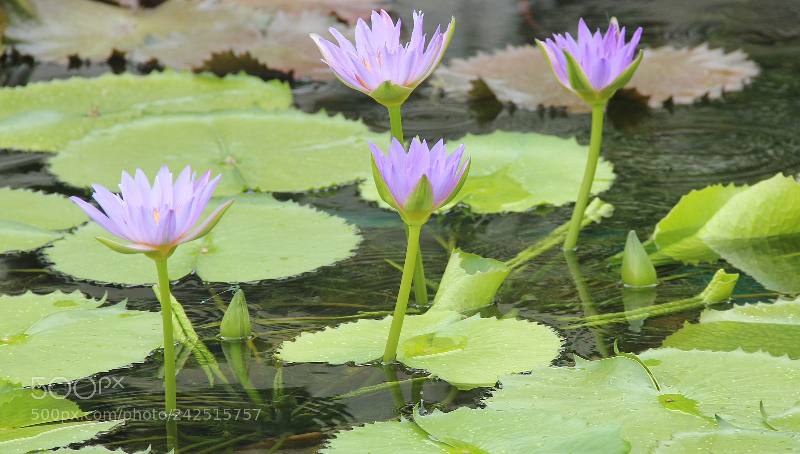 Canon EOS 550D (EOS Rebel T2i / EOS Kiss X4) sample photo. Growing is a matter photography