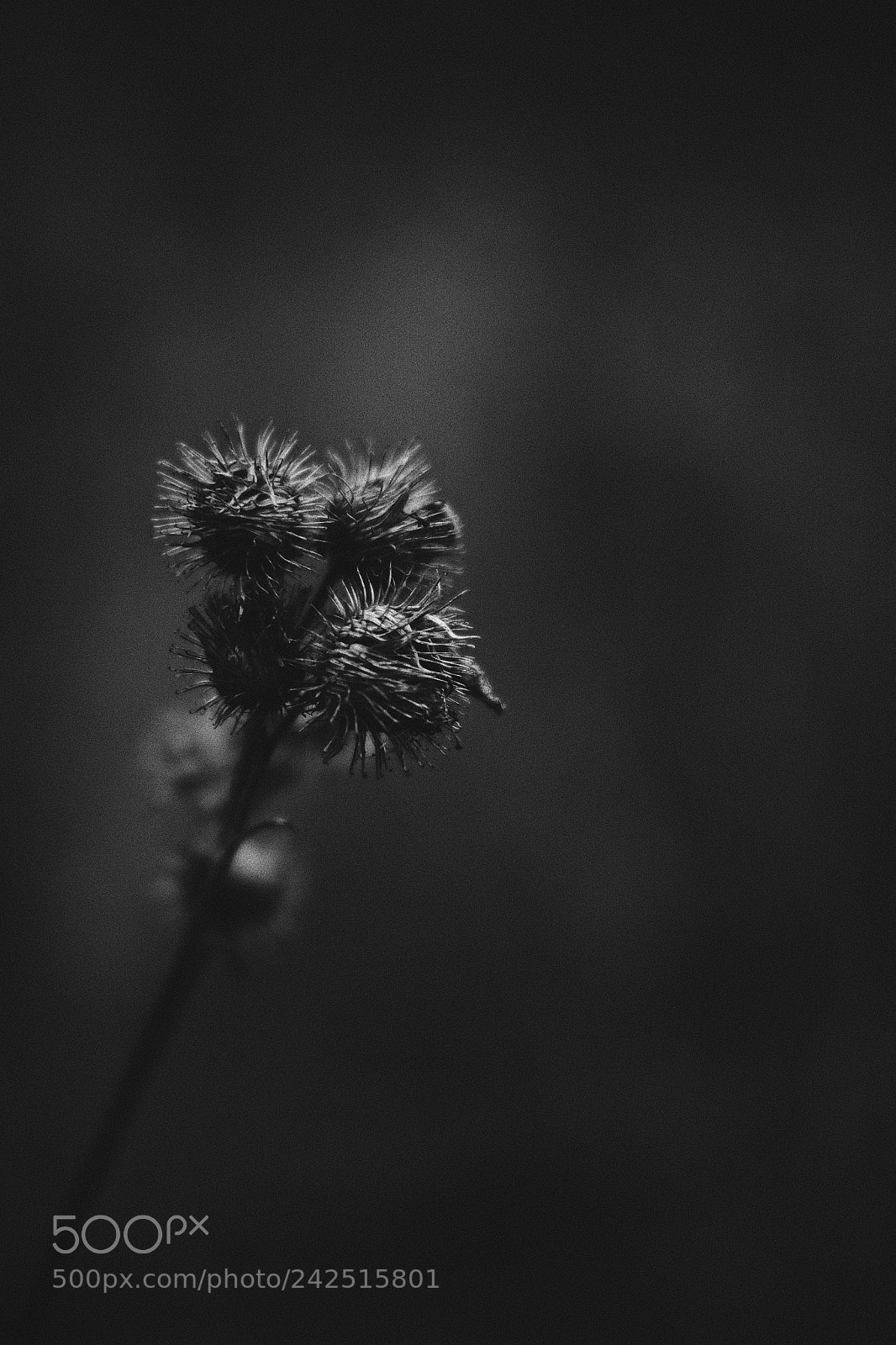 Fujifilm X-T1 sample photo. Winter walks #8 photography
