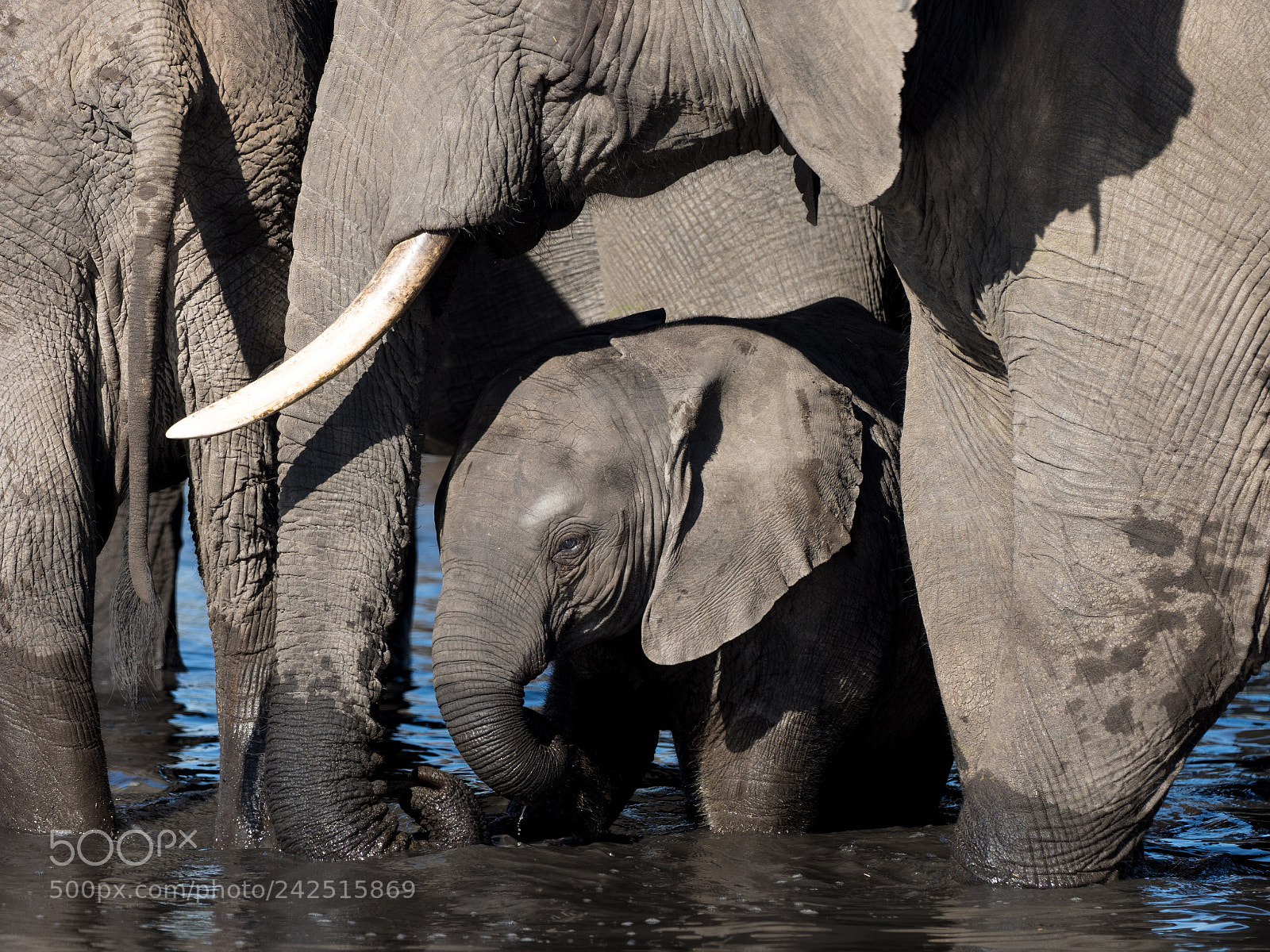 Olympus OM-D E-M1 Mark II sample photo. Baby elephant at a photography