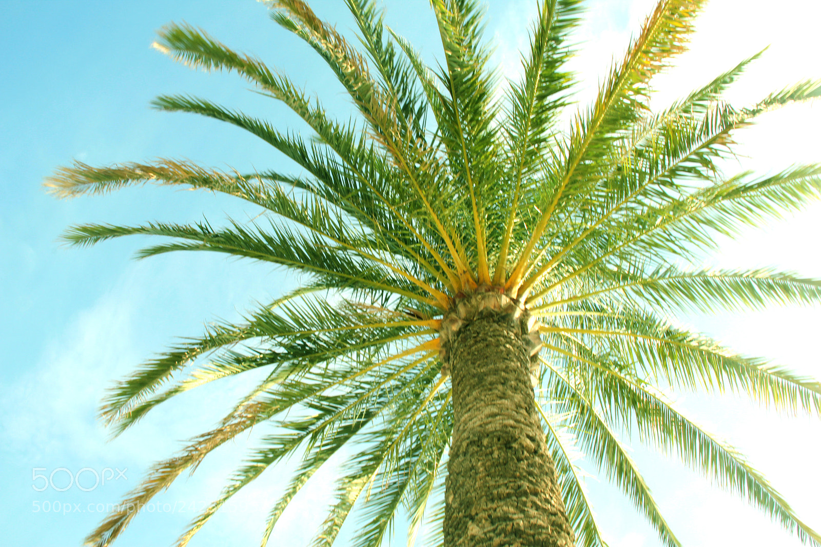 Canon EOS 550D (EOS Rebel T2i / EOS Kiss X4) sample photo. Under the palm tree photography