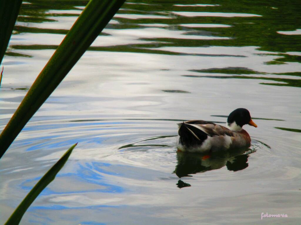 Canon IXUS 165 (IXY 160) sample photo. Duck photography