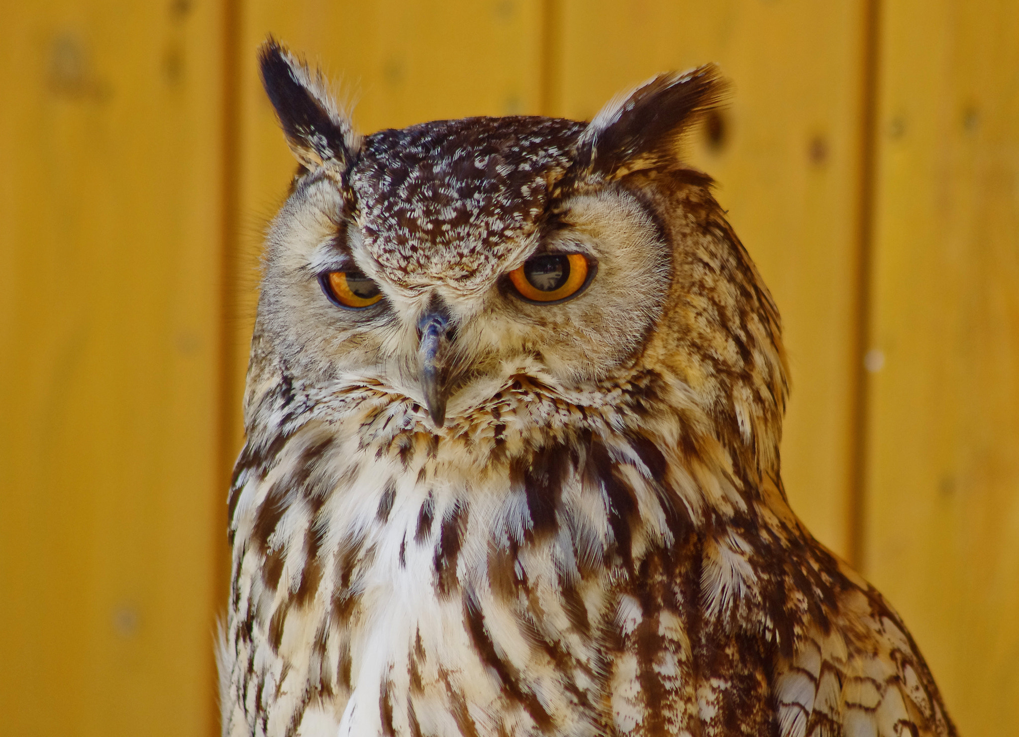 Pentax K-x sample photo. Wise owl photography