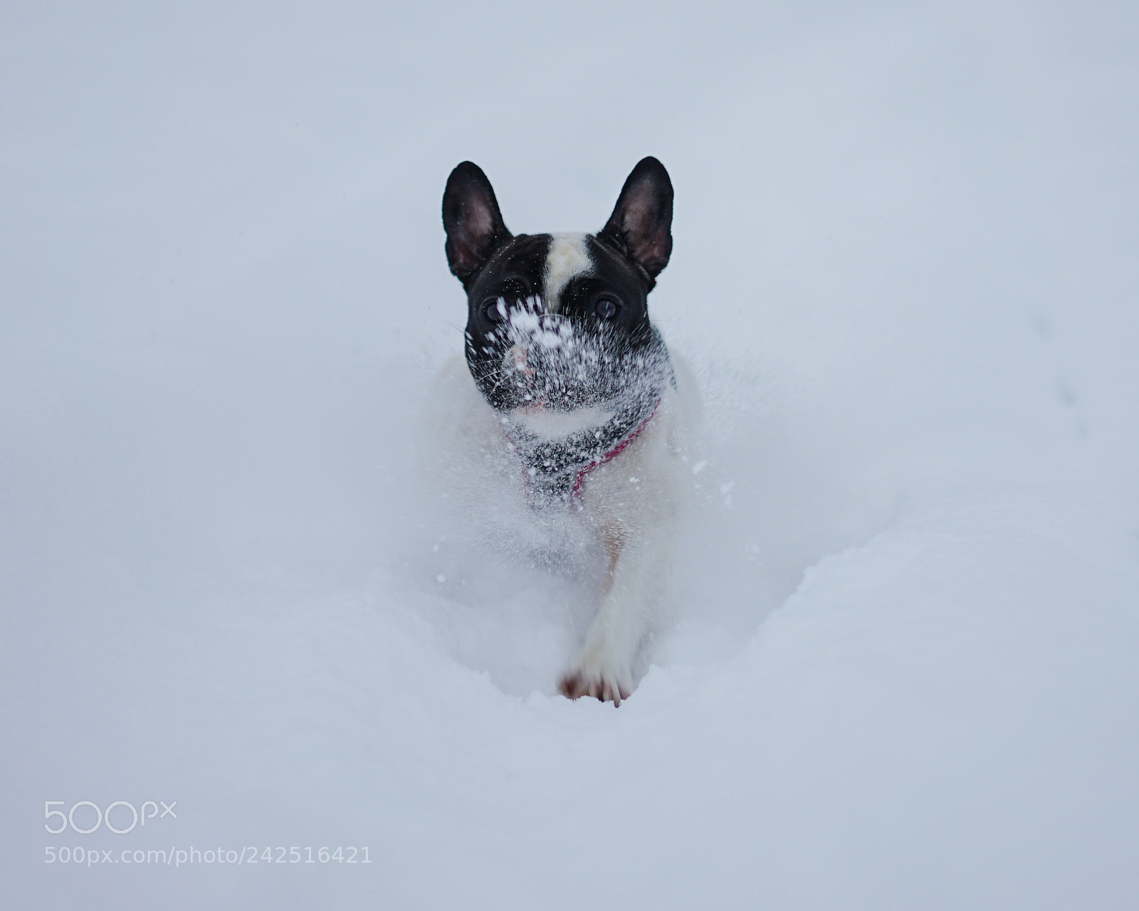 Sony a7 II sample photo. Winter wonderland. photography