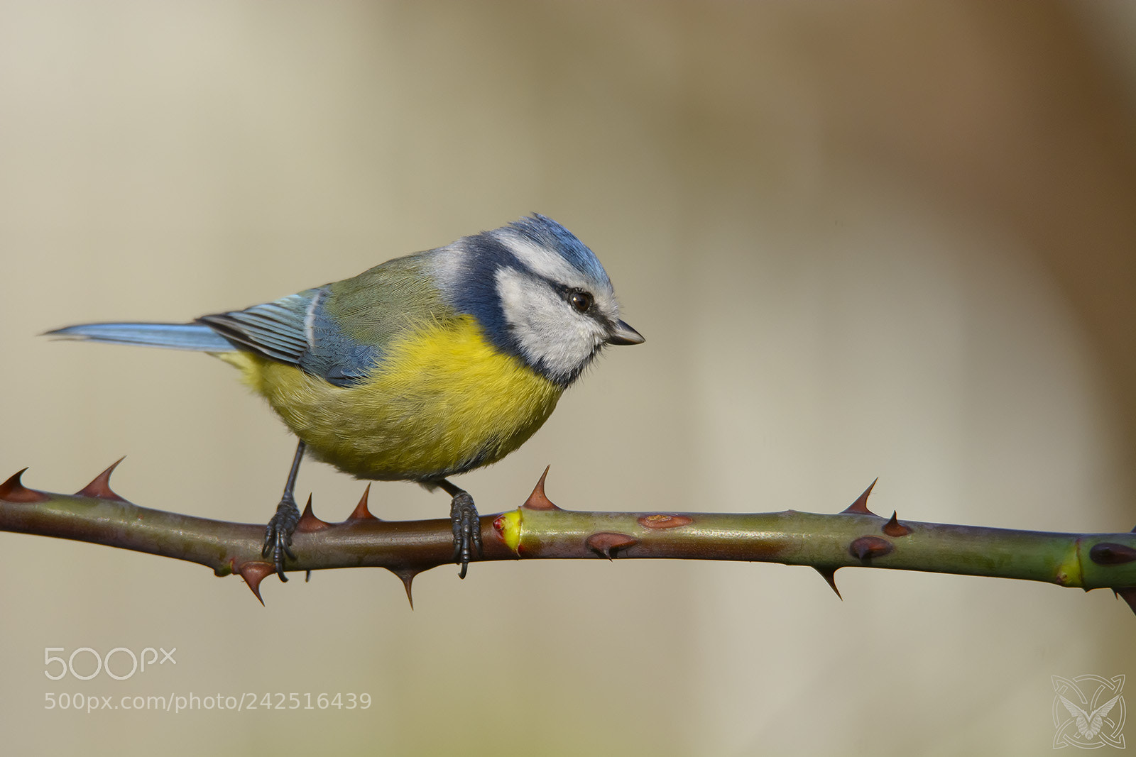 Nikon D7100 sample photo. Cyanistes caeruleus, cinciarella, m photography