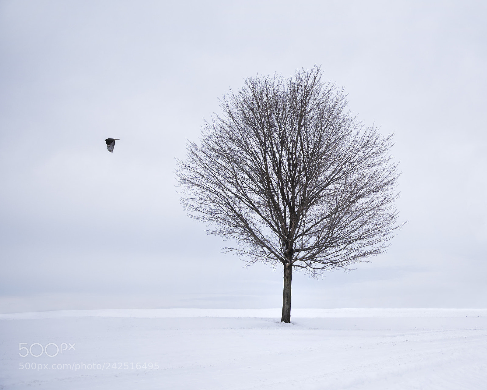 Nikon D810 sample photo. Alone again photography