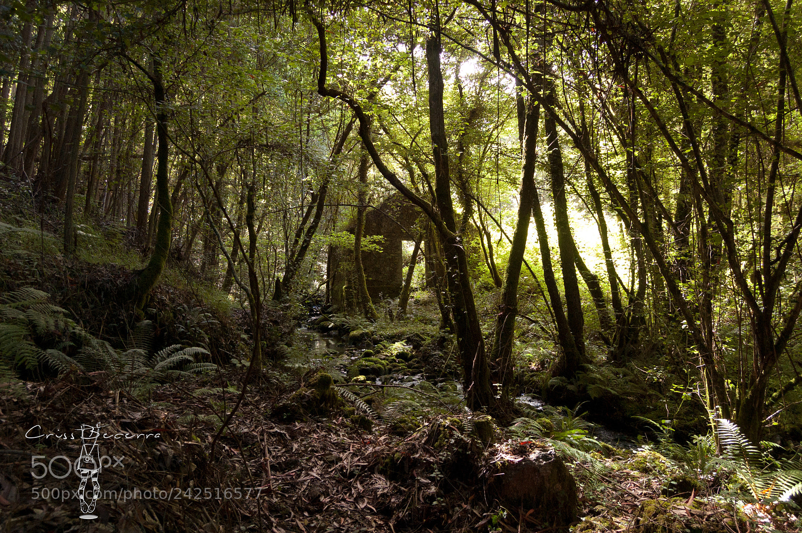 Nikon D40 sample photo. Ribeira da pena photography