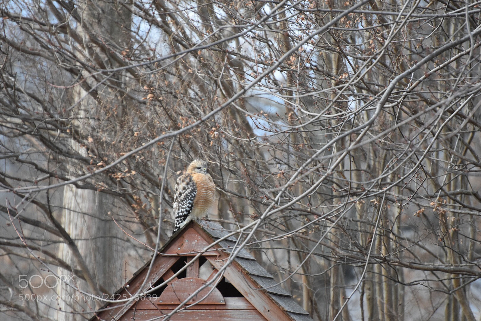 Nikon D7200 sample photo. Untitled photography