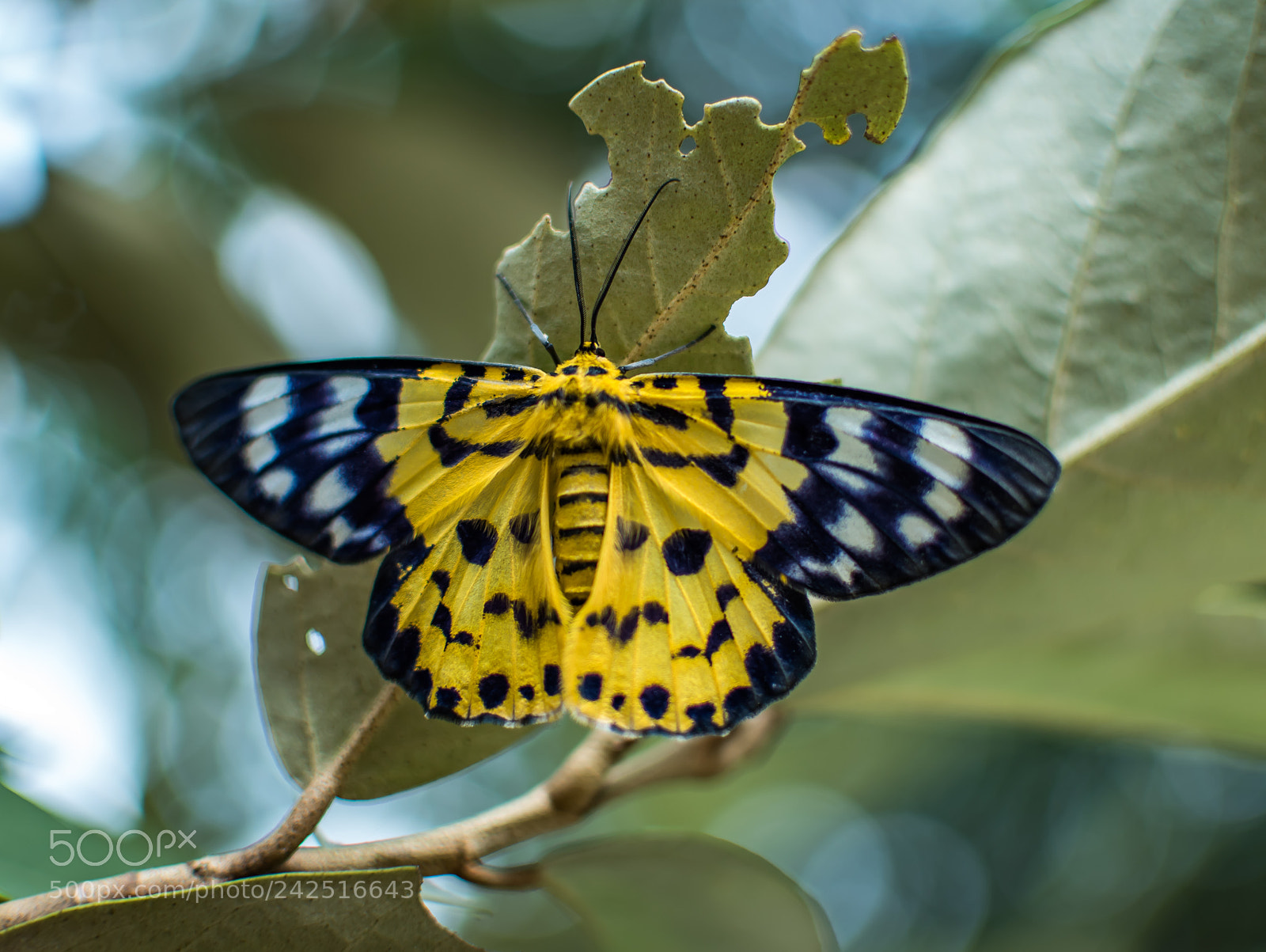Nikon D5500 sample photo. False tiger moth photography