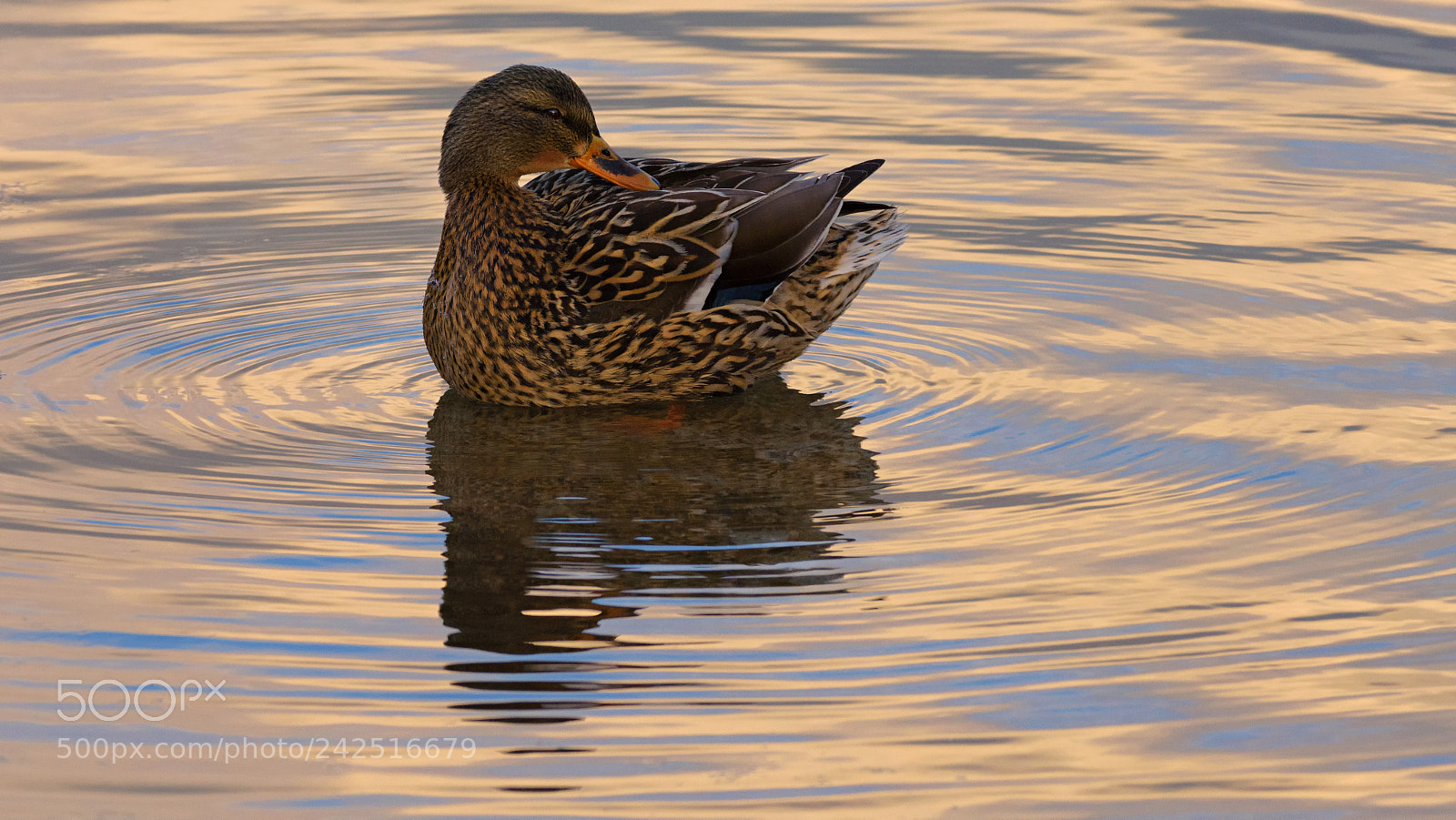 Nikon D7200 sample photo. Winter sunset reflections photography