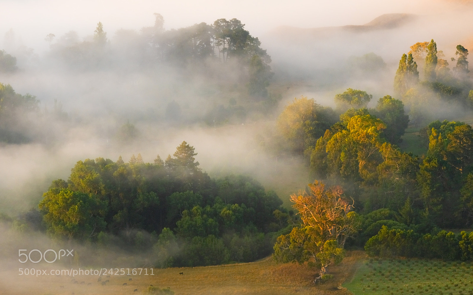 Fujifilm X-E3 sample photo. Tauroa forest photography