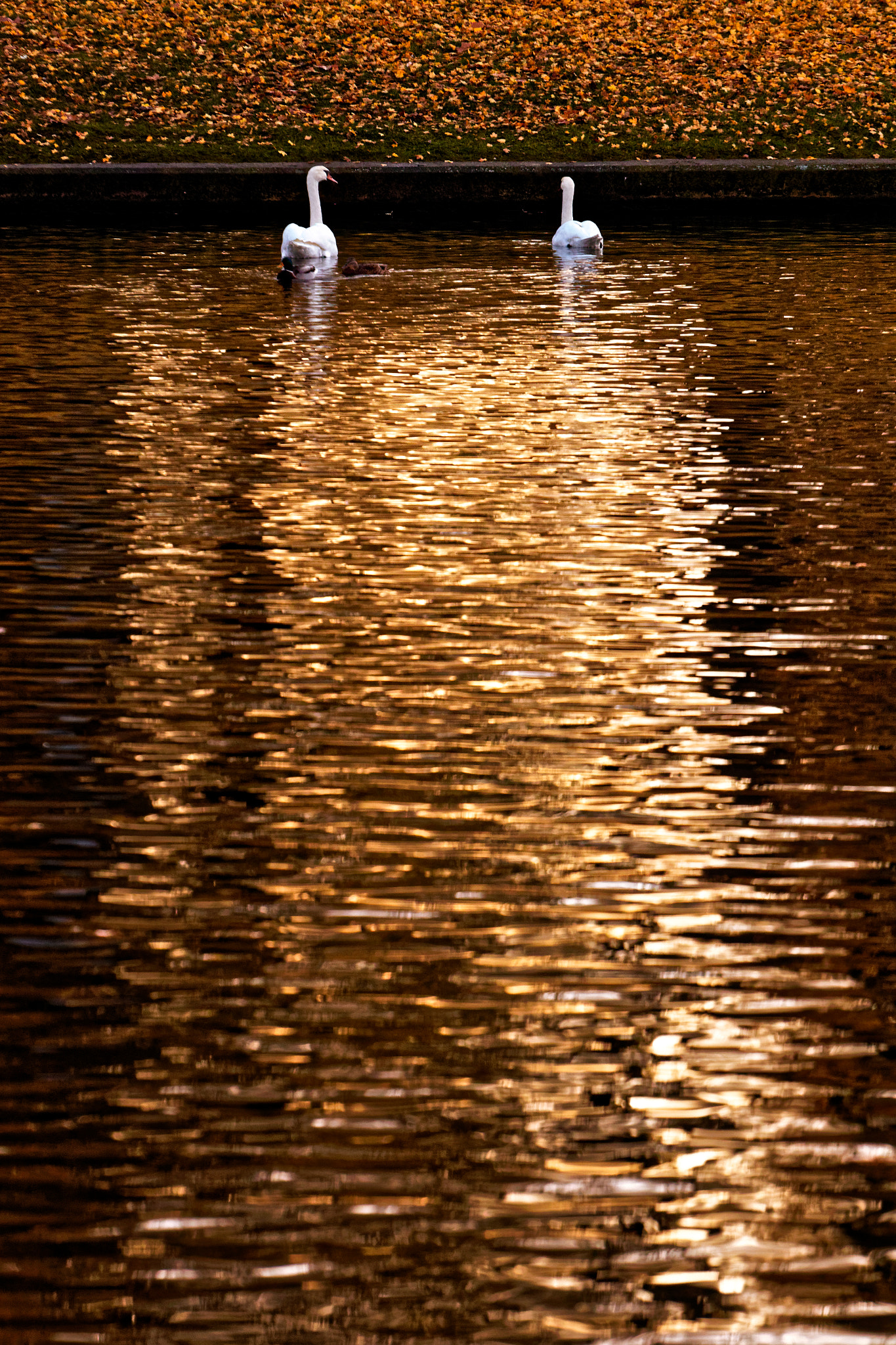 Canon EF 70-200mm F4L USM sample photo. Swans photography