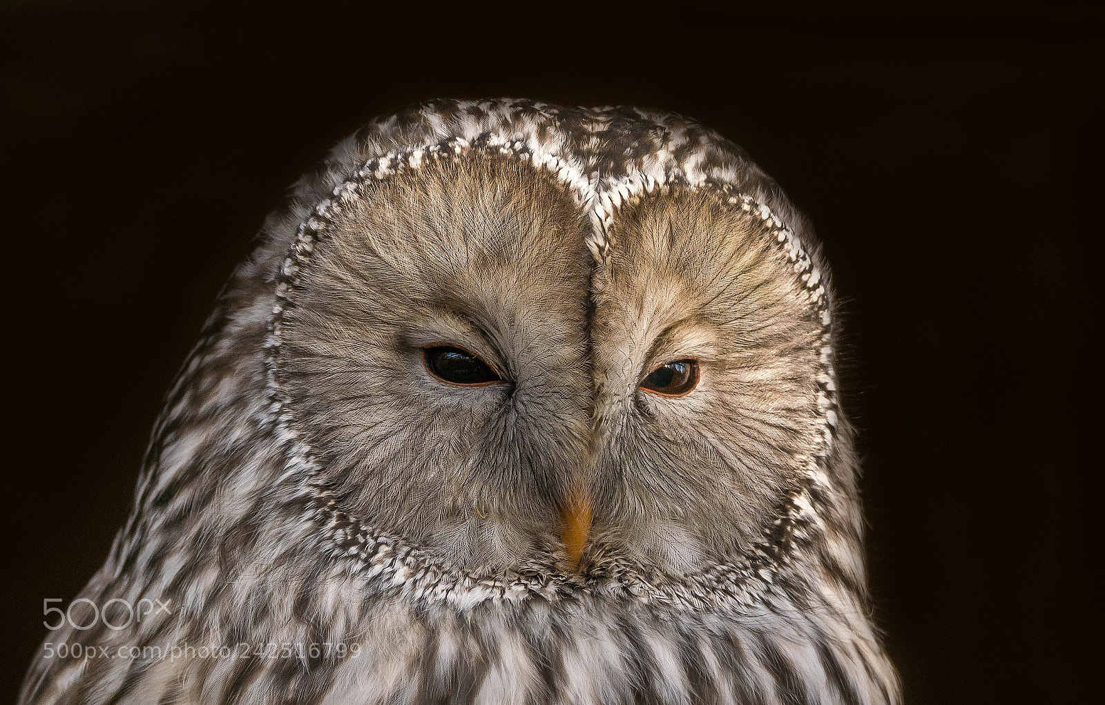 Sony ILCA-77M2 sample photo. Habichtskauz photography