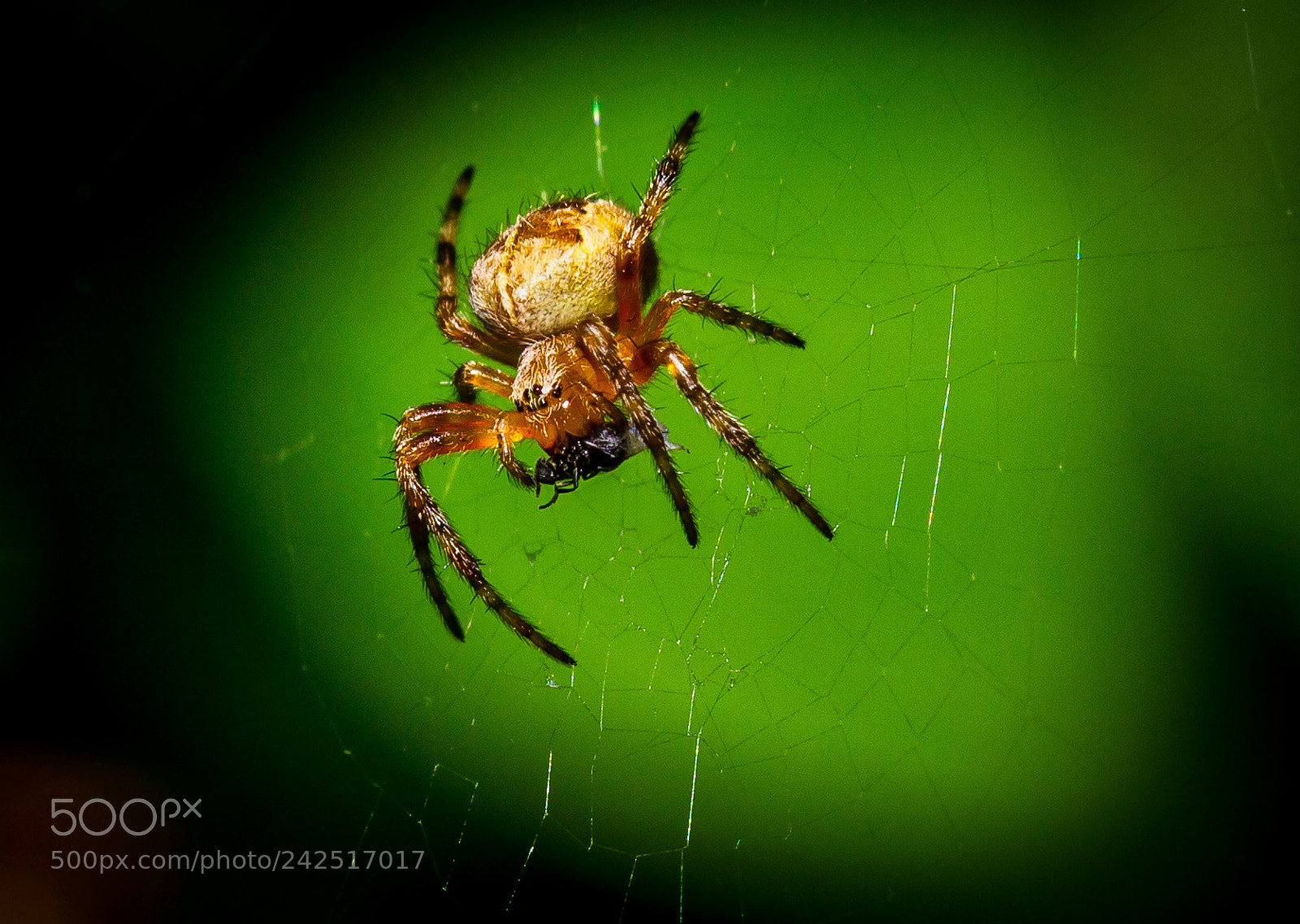 Canon EOS 60D sample photo. The spider with the photography