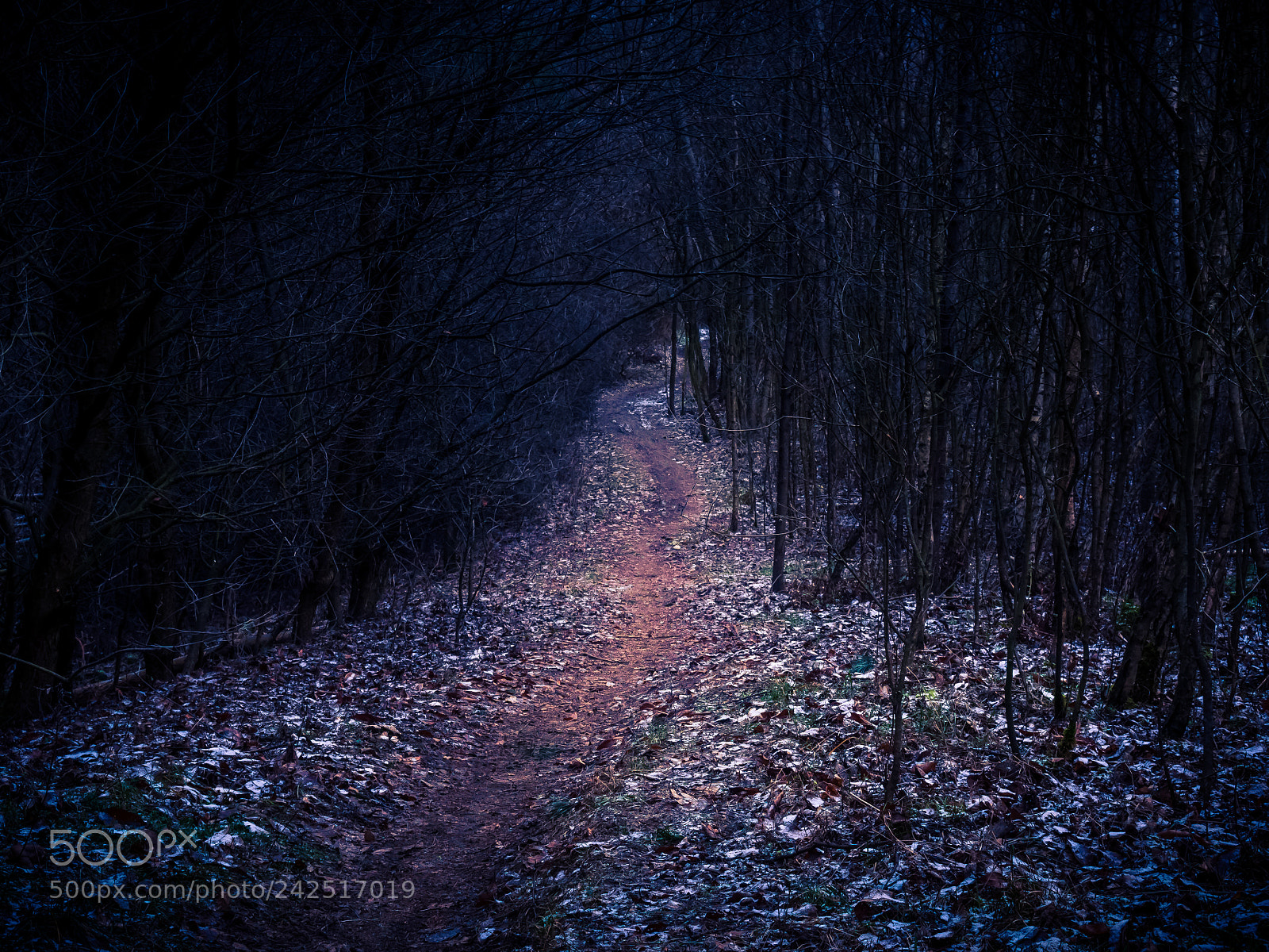 Olympus PEN E-PL5 sample photo. In the forest photography