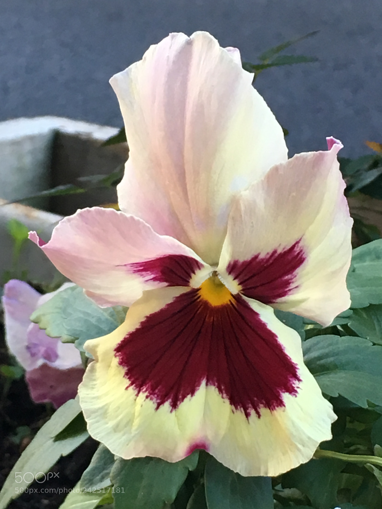 Apple iPhone 6s Plus sample photo. Winter2017 flowers photography