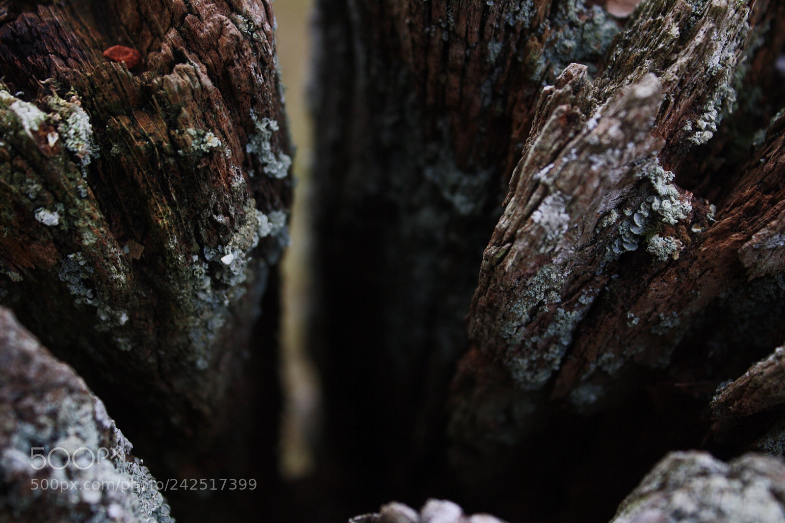 Canon EOS 1000D (EOS Digital Rebel XS / EOS Kiss F) sample photo. Old wood2 photography