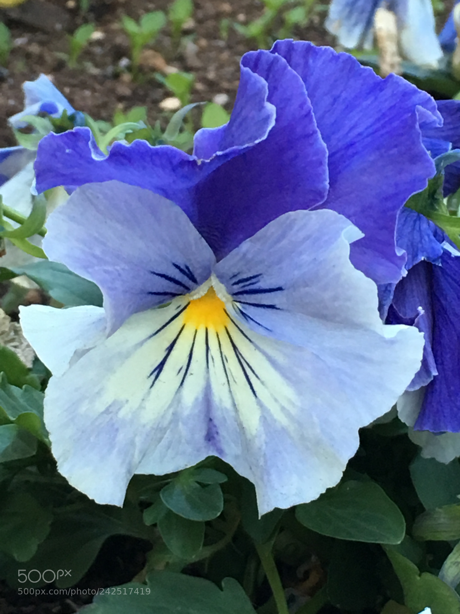 Apple iPhone 6s Plus sample photo. Winter2017 flowers photography